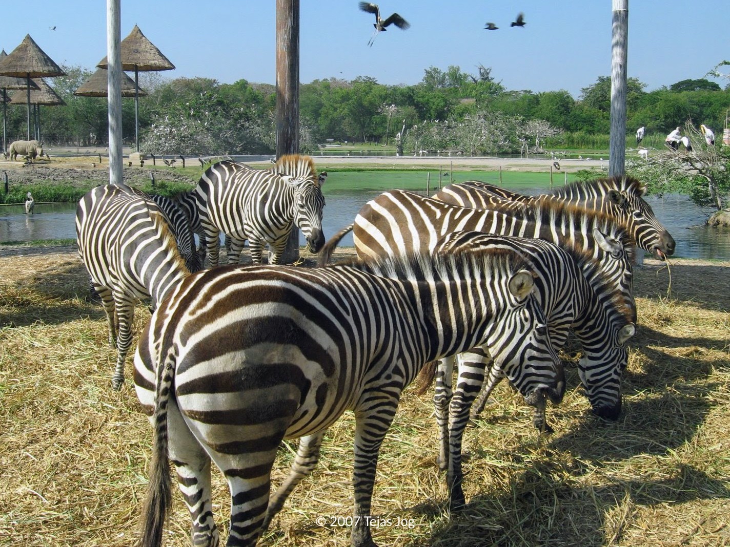 Safari World