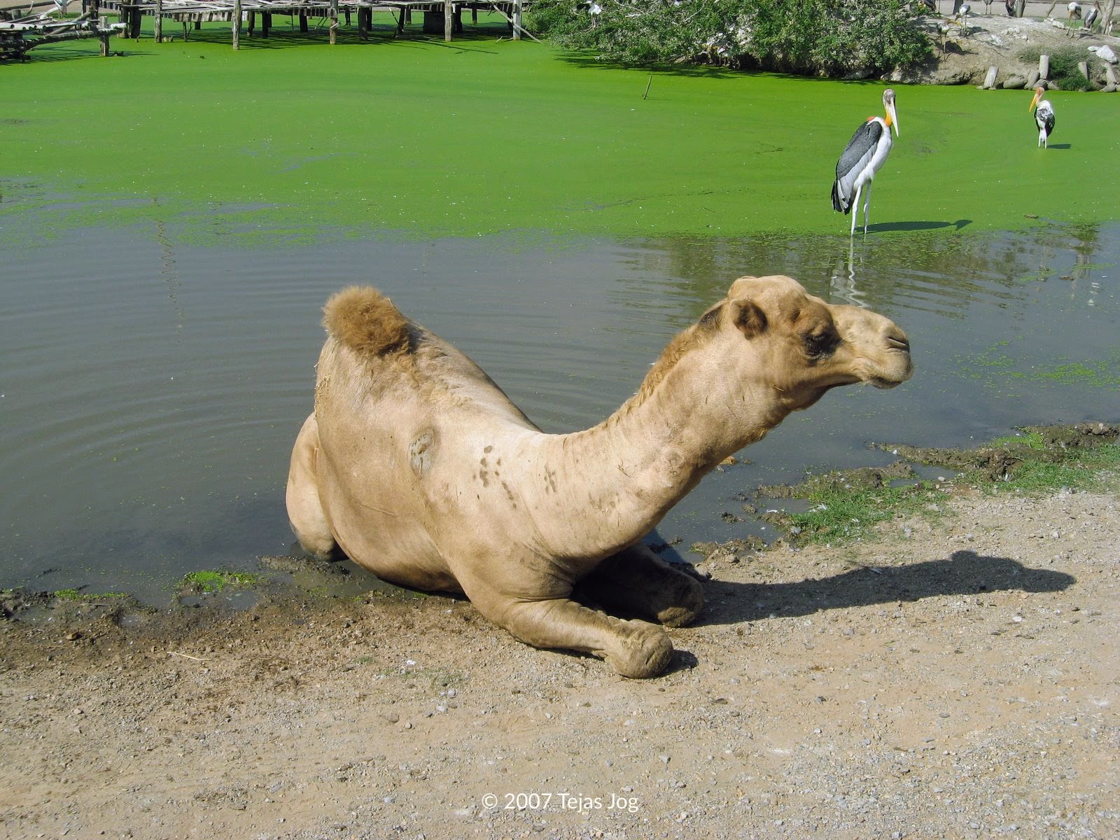 Safari World
