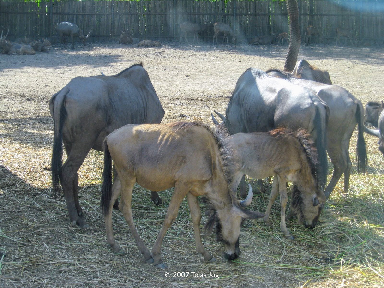 Safari World