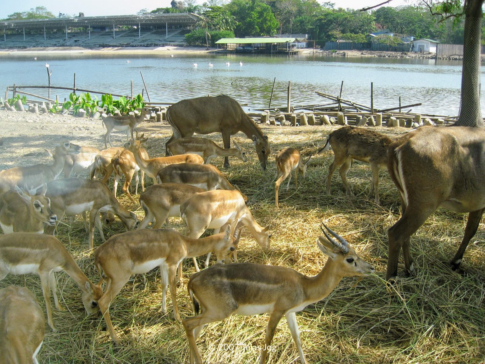 Safari World