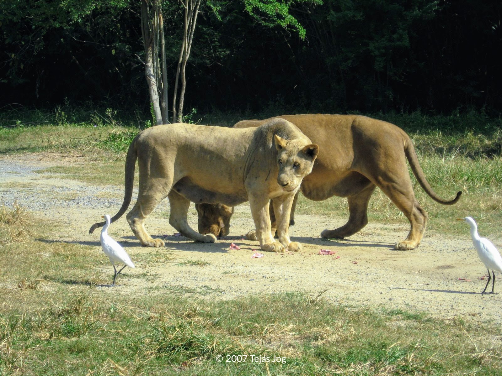Safari World