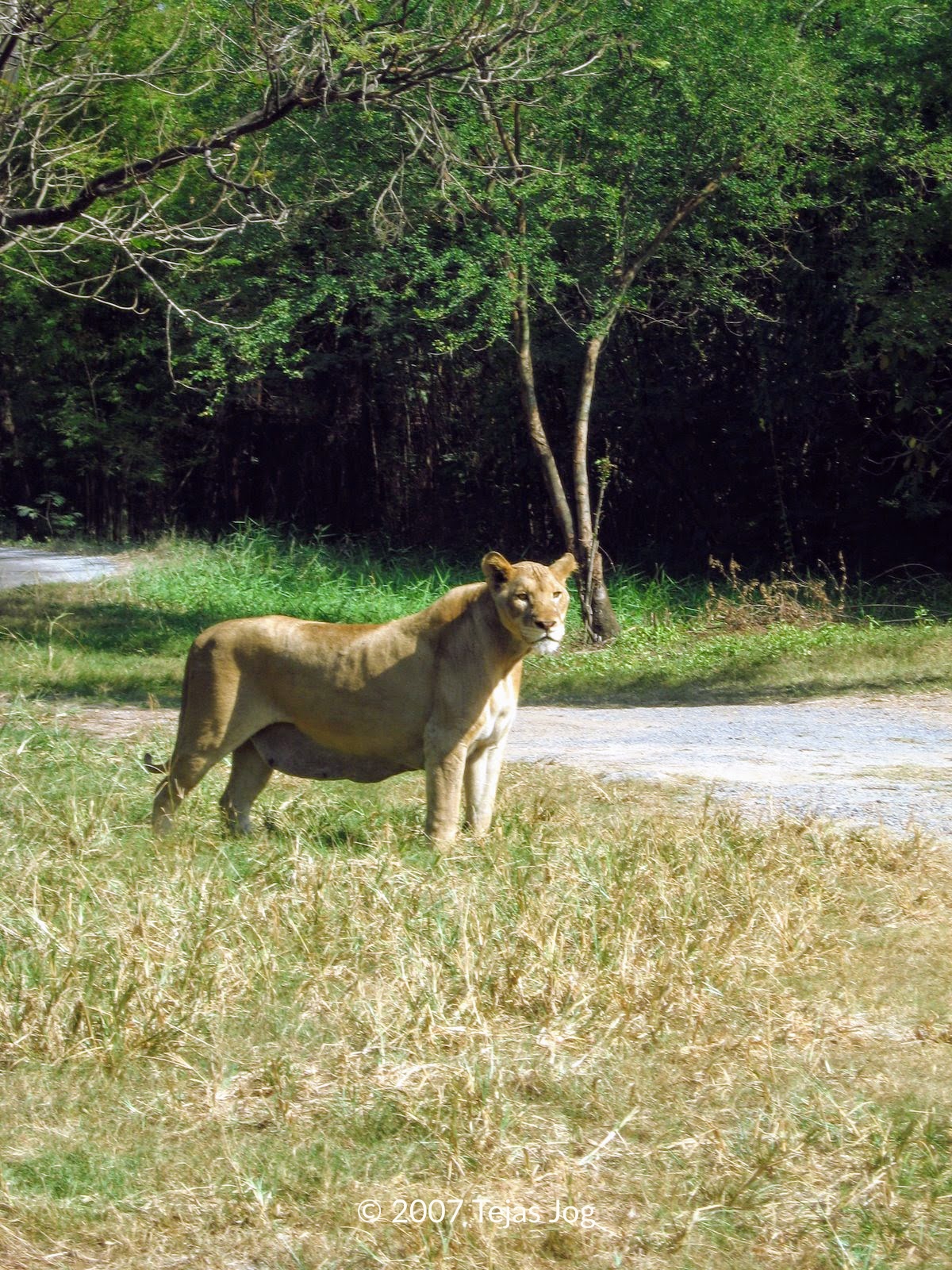 Safari World