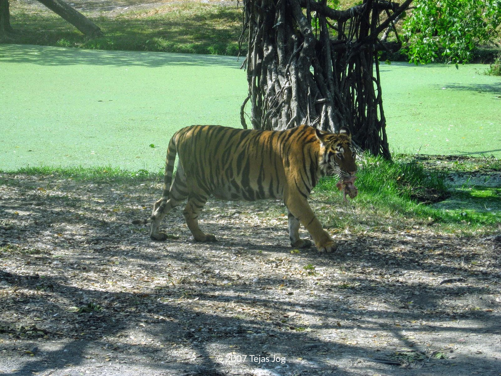 Safari World