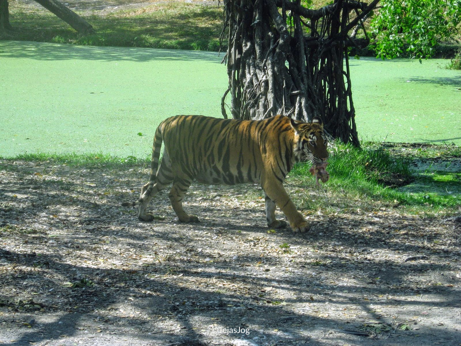 Safari World