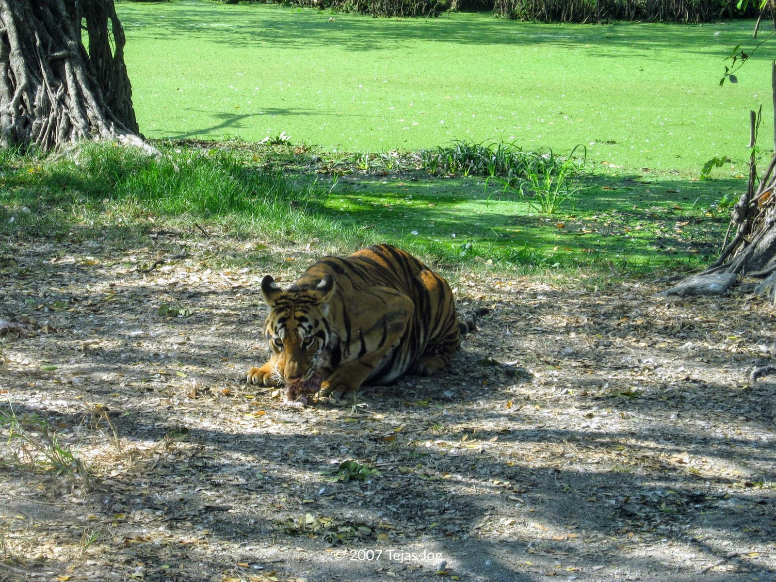 Safari World