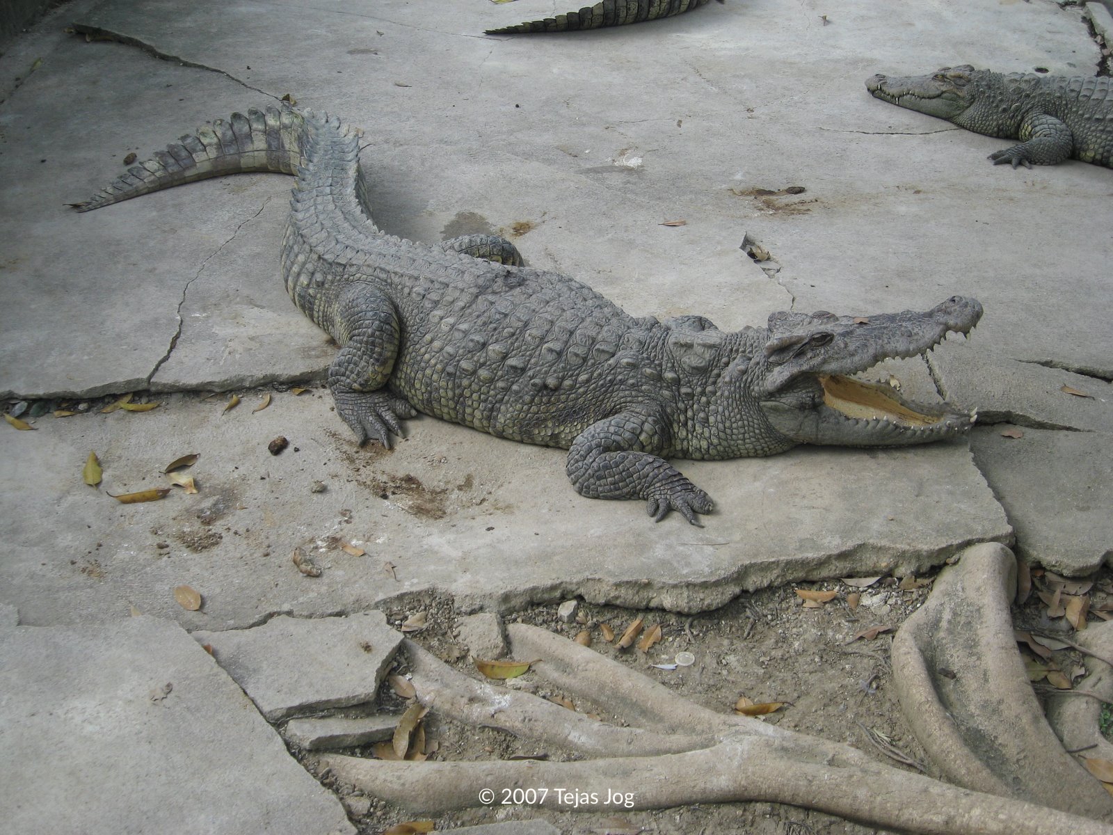 Crocodile Show