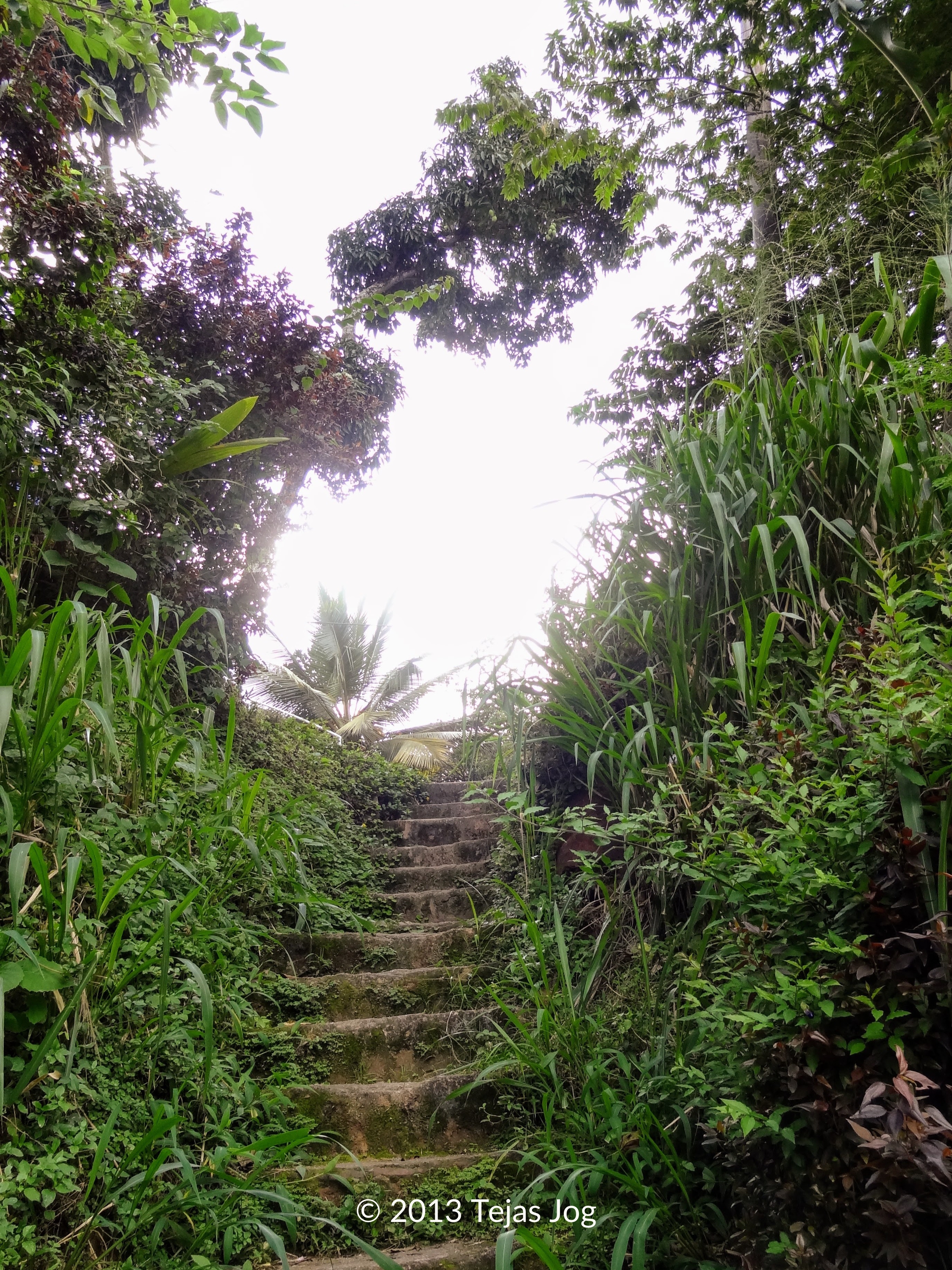Overgrown stone steps through the jungle garden