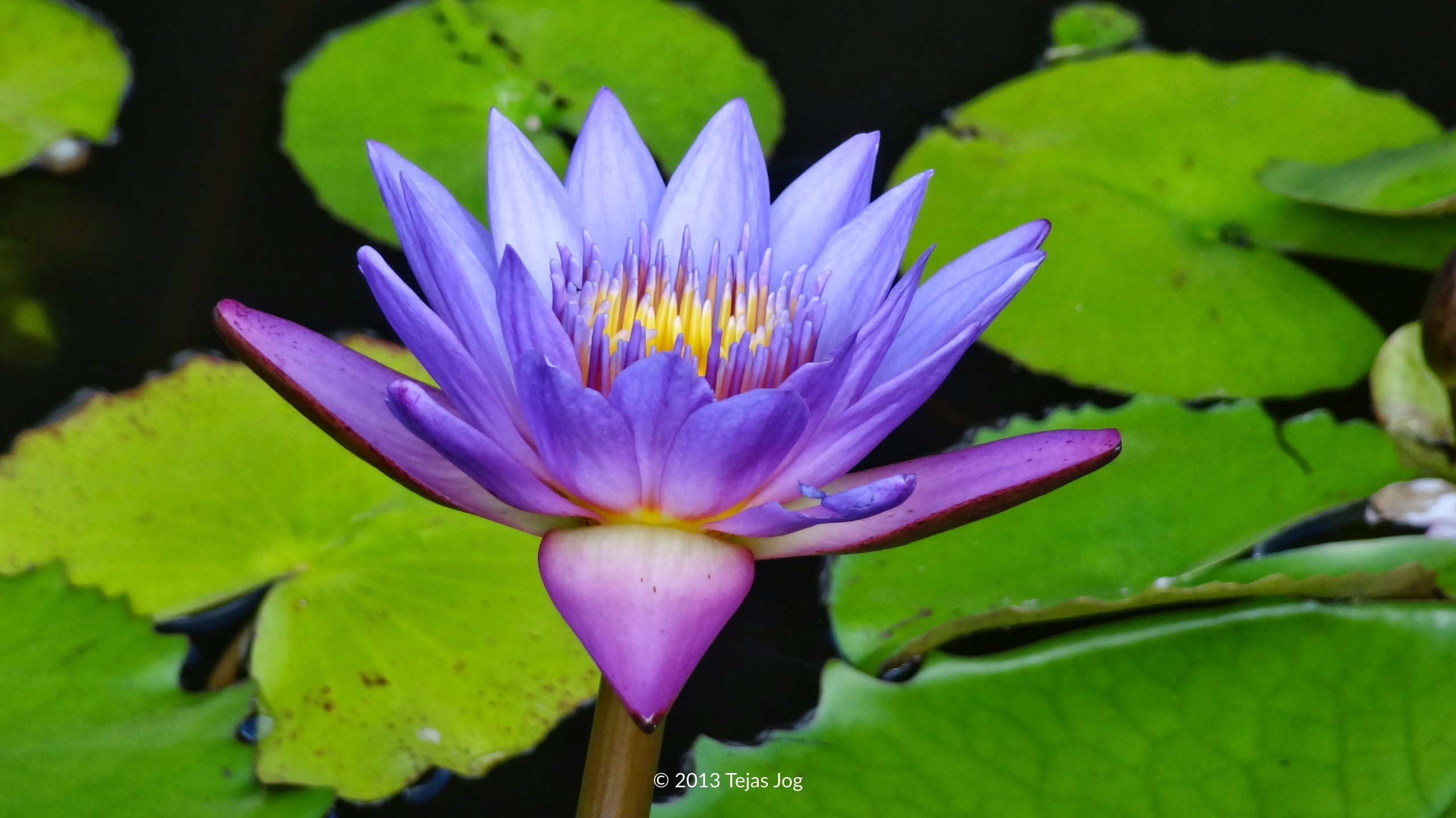 Purple water lily
