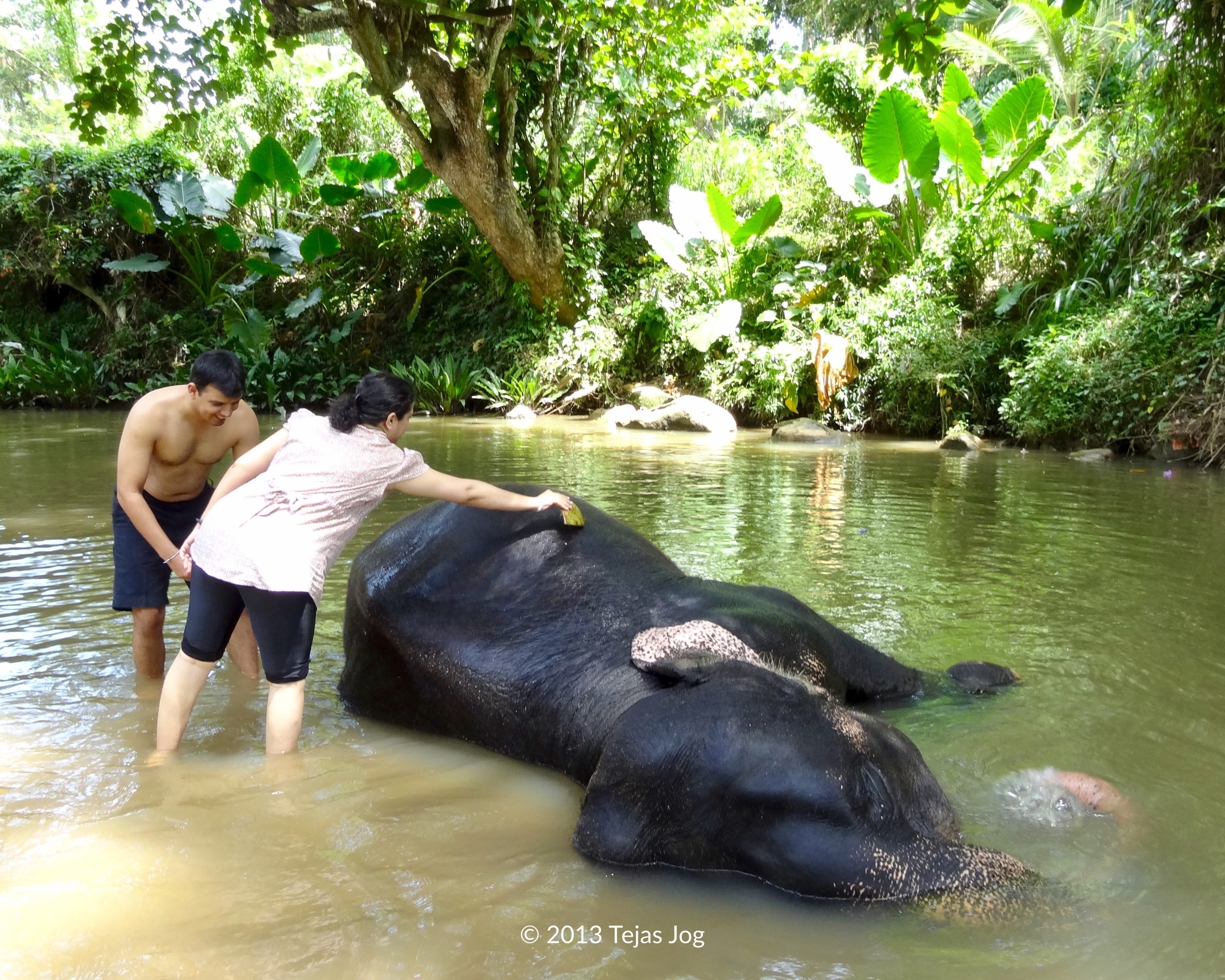 Scrubbing the elephant in the river