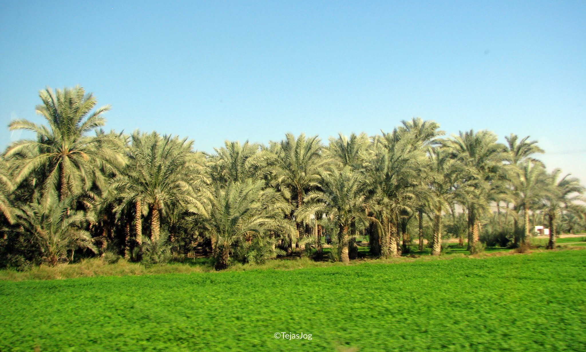 Driving to Dahshur