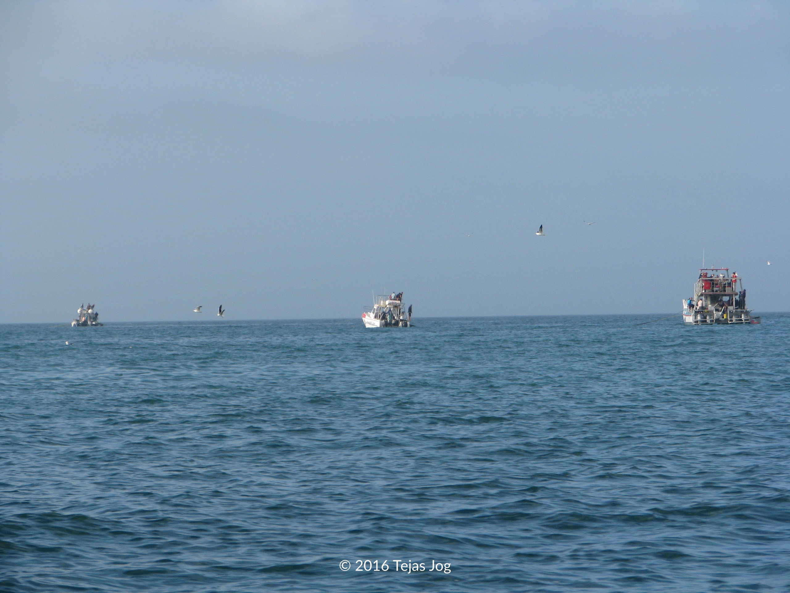 Shark Cage Diving