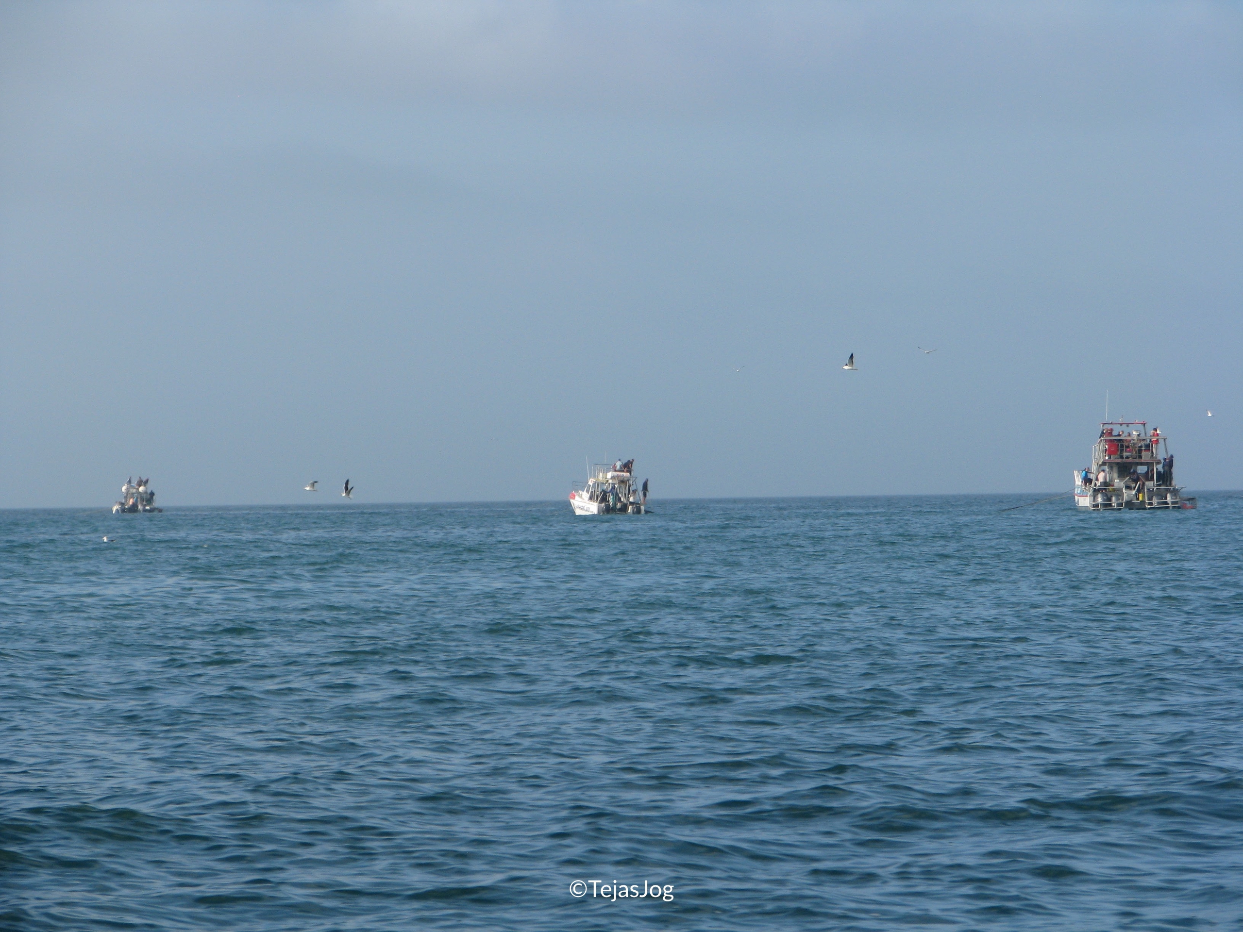 Shark Cage Diving