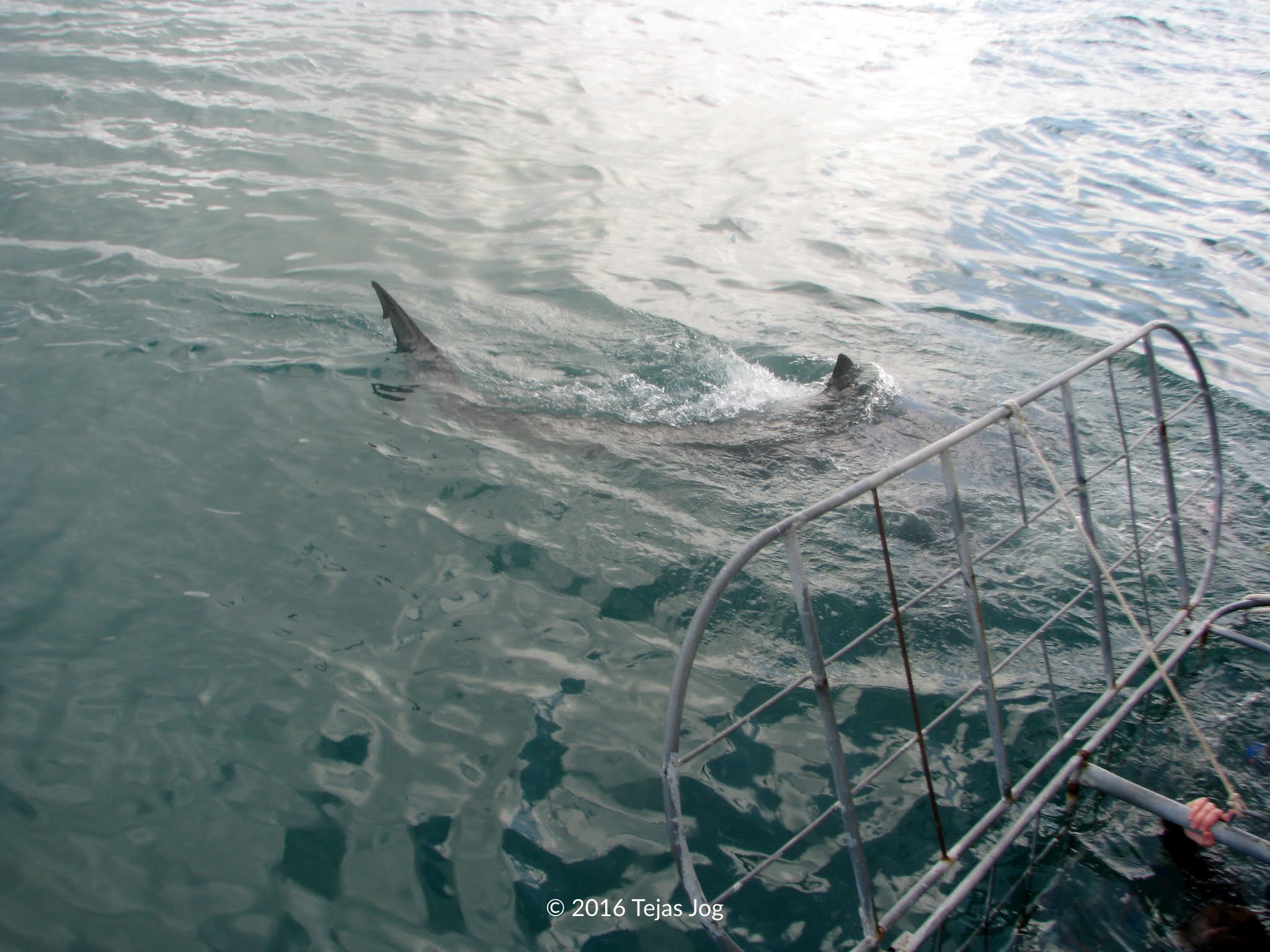 Great White Shark