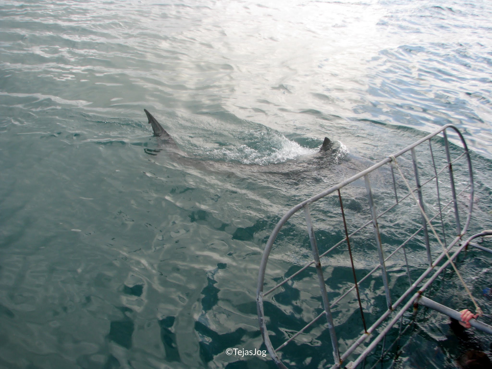 Great White Shark