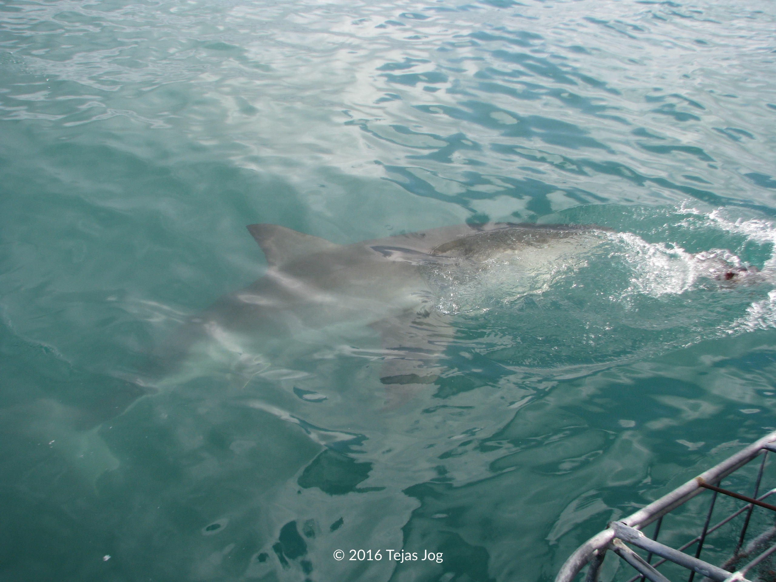 Great White Shark