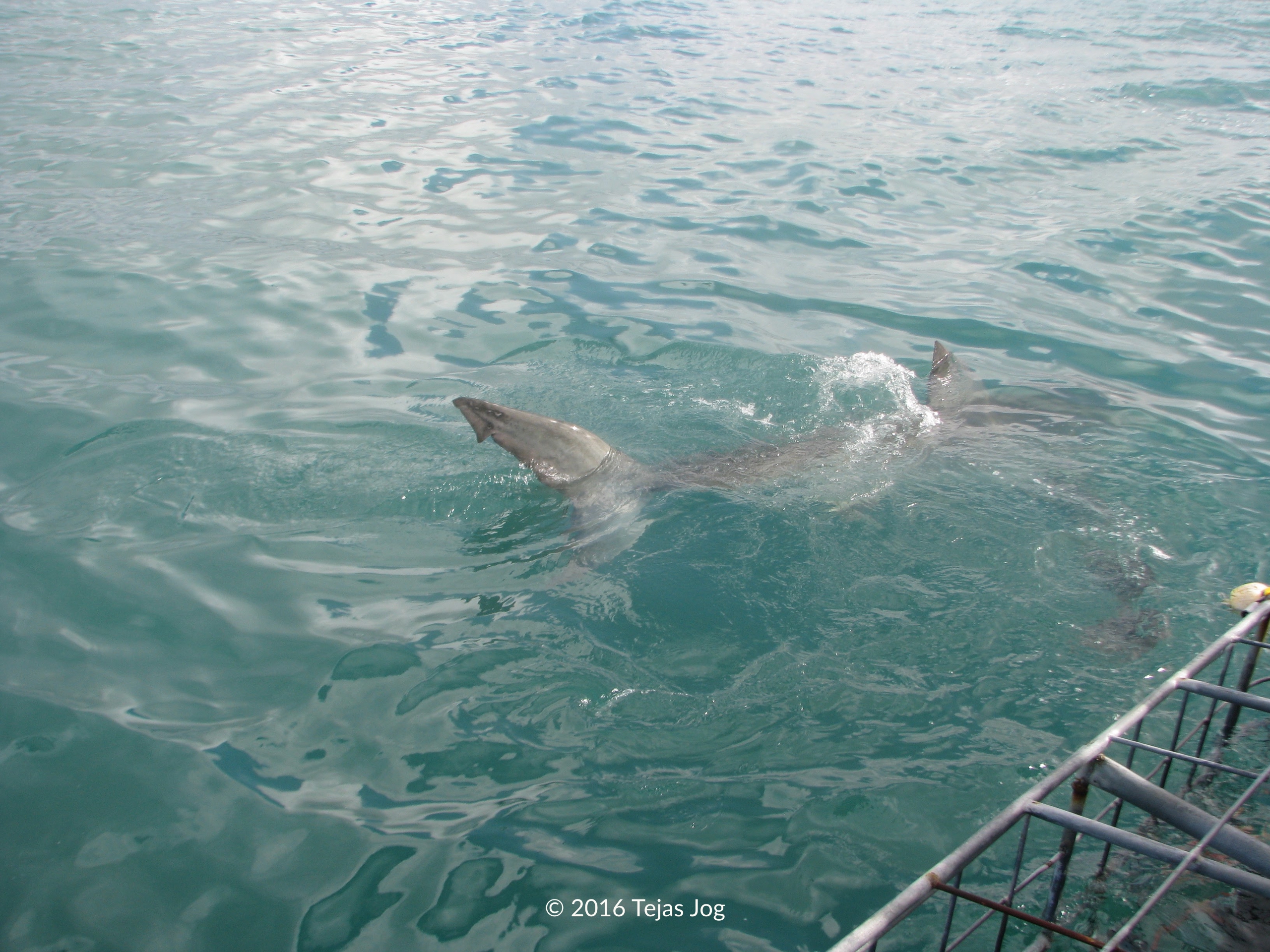Great White Shark