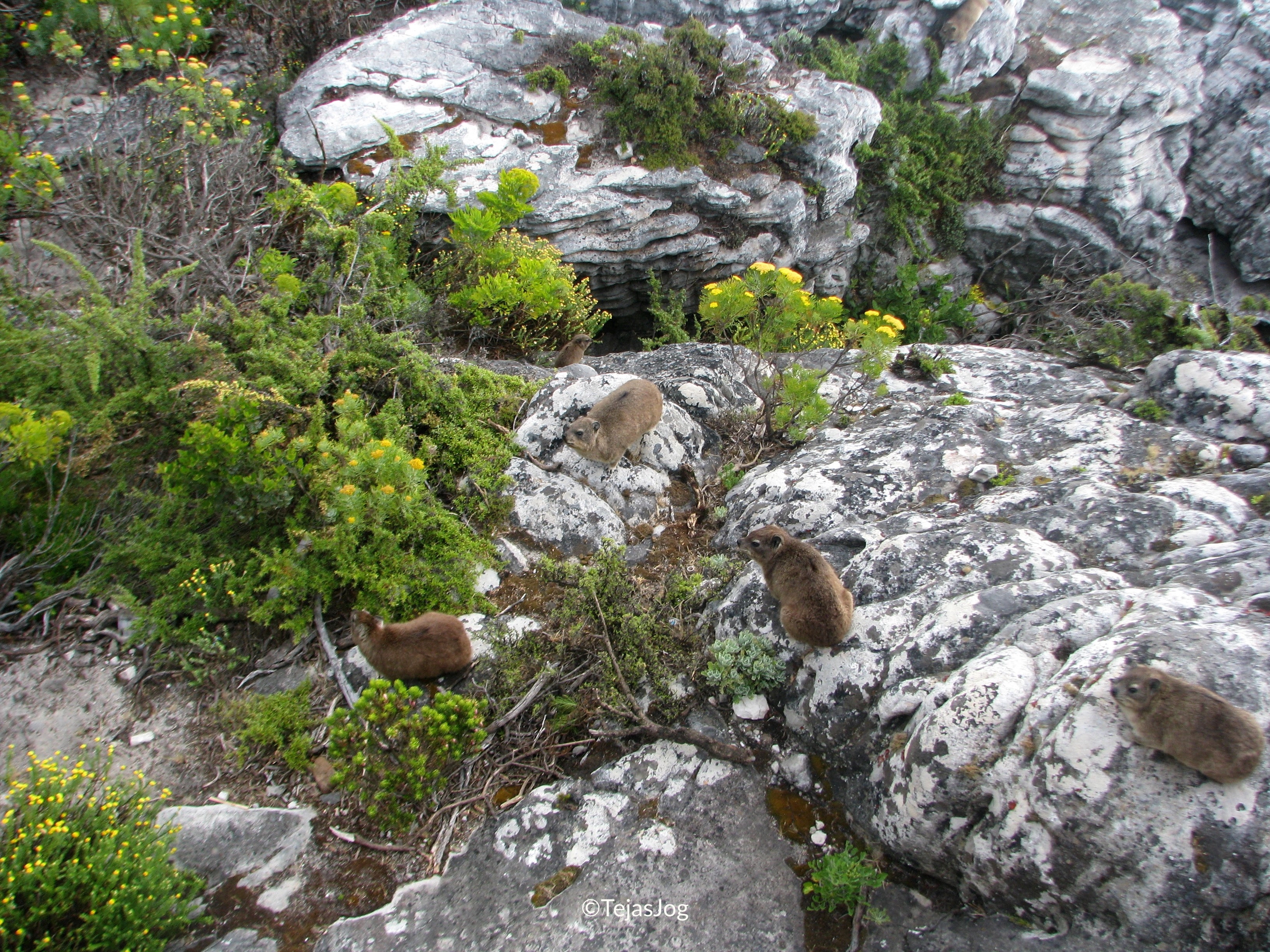 Dassies