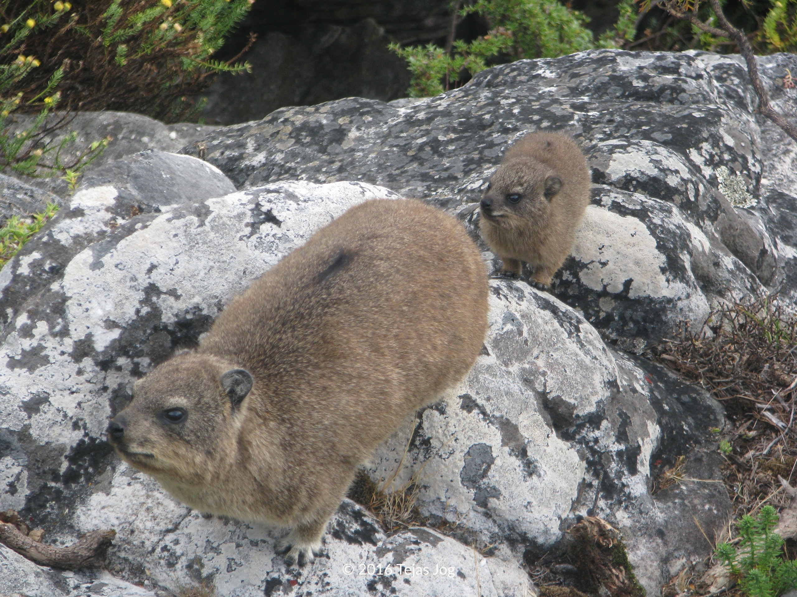 Dassies