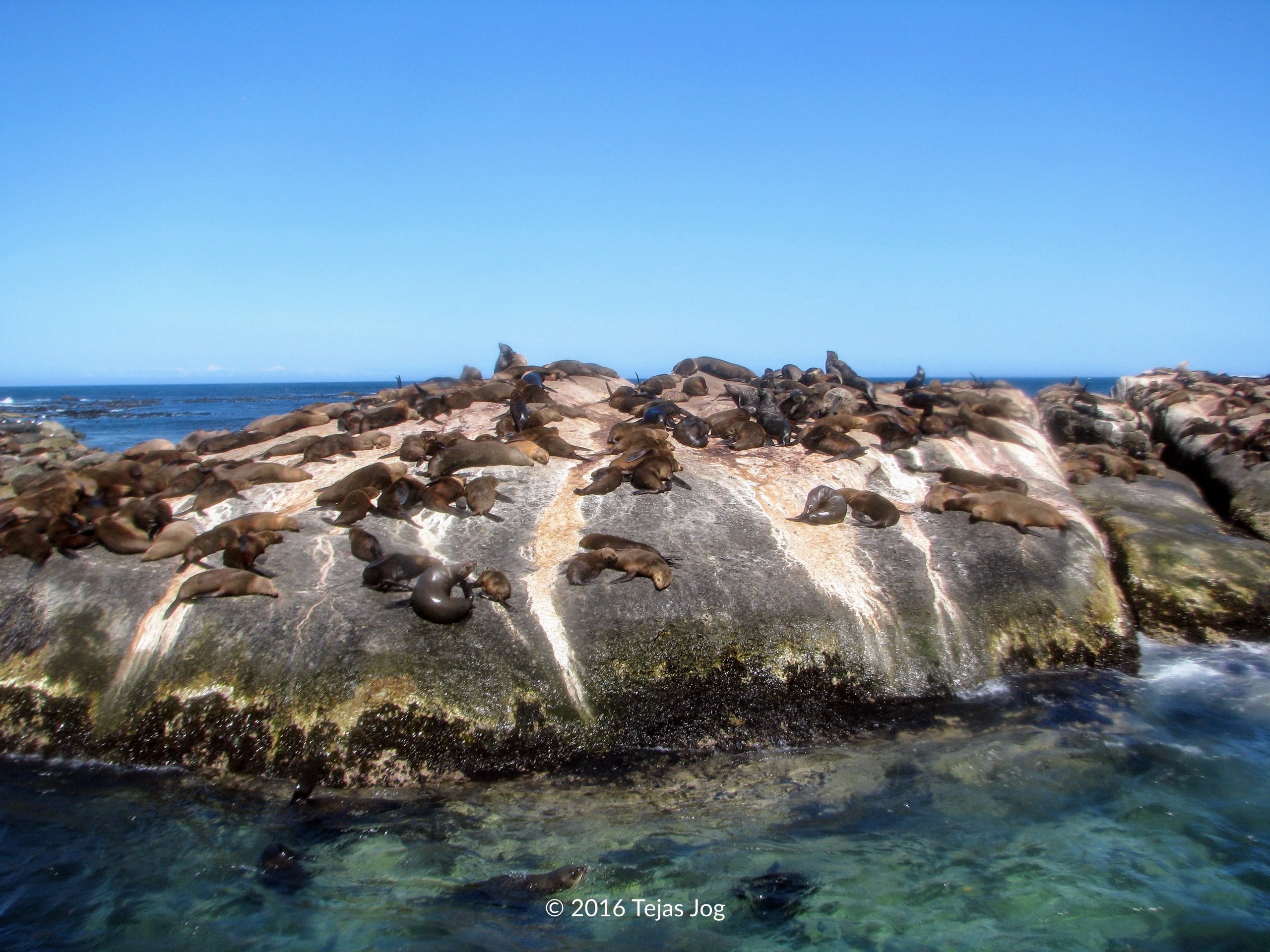 Cape Fur Seal colony on Duiker Island