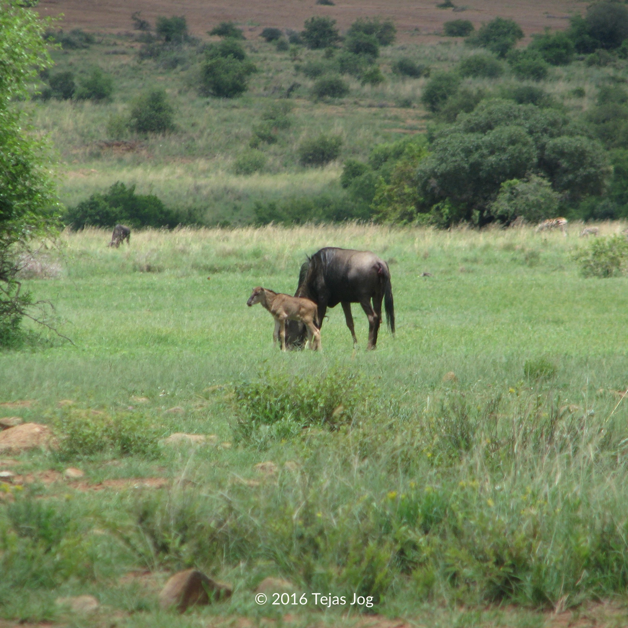 Wildebeests