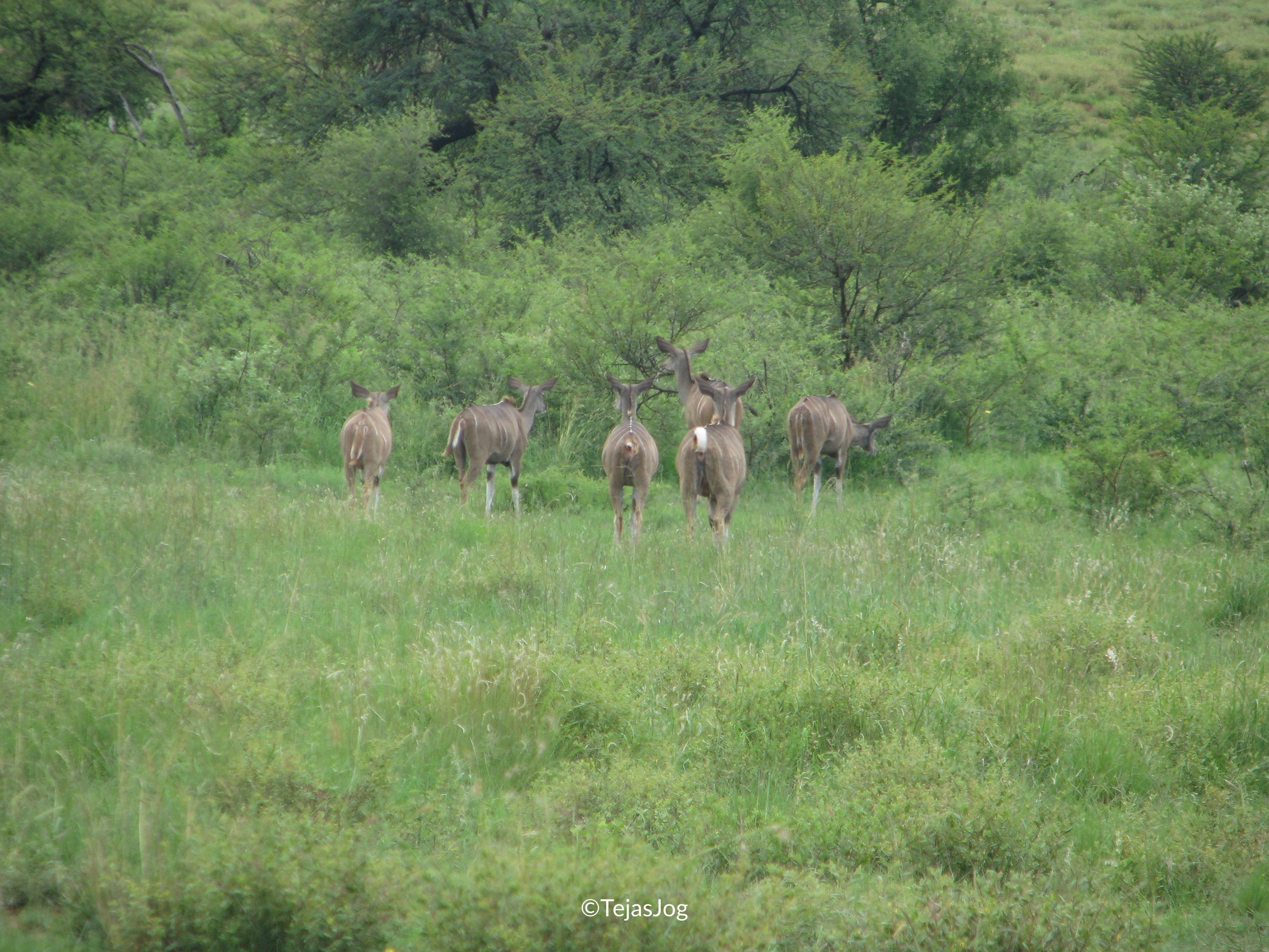 Kudus
