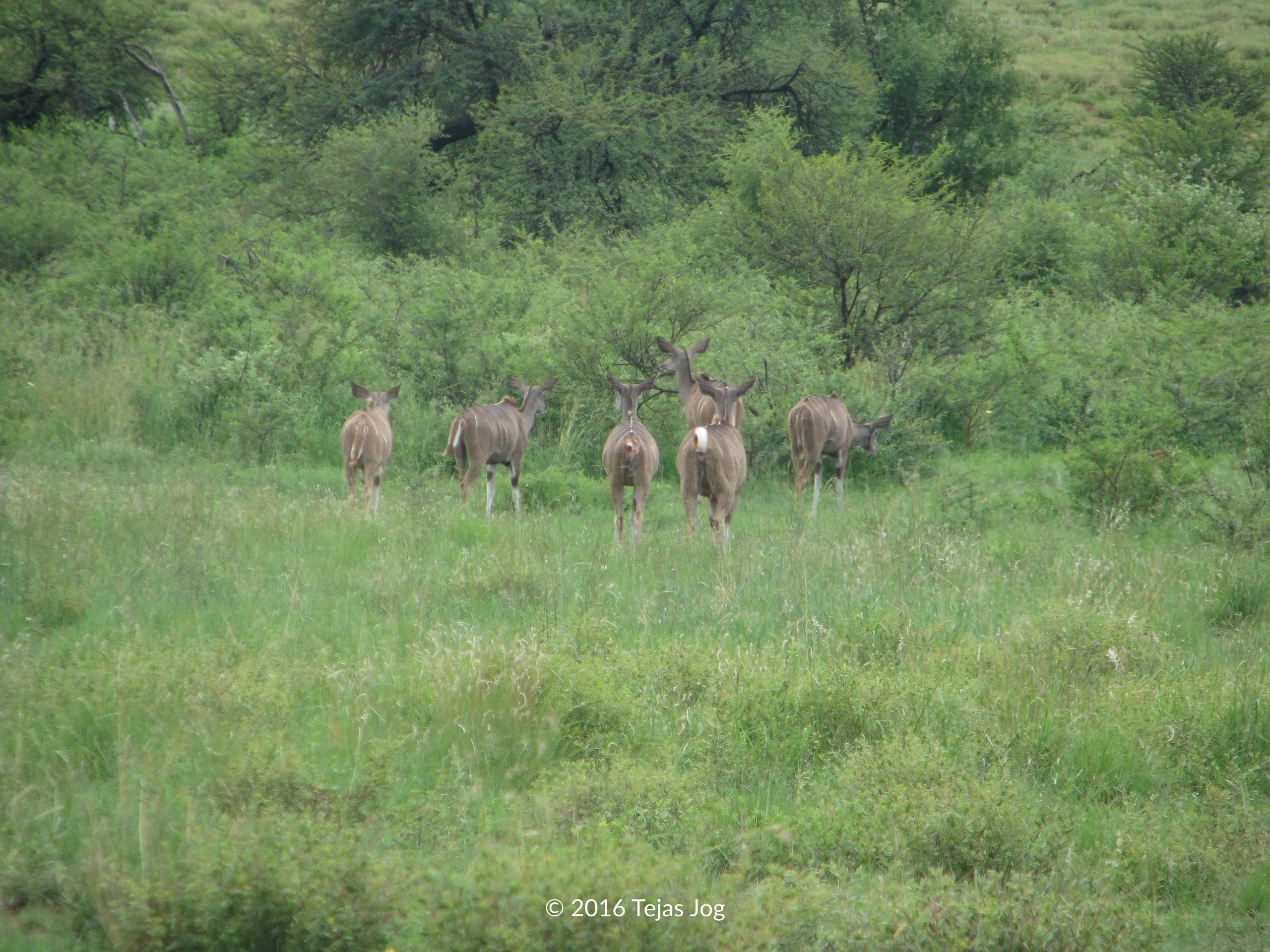 Kudus