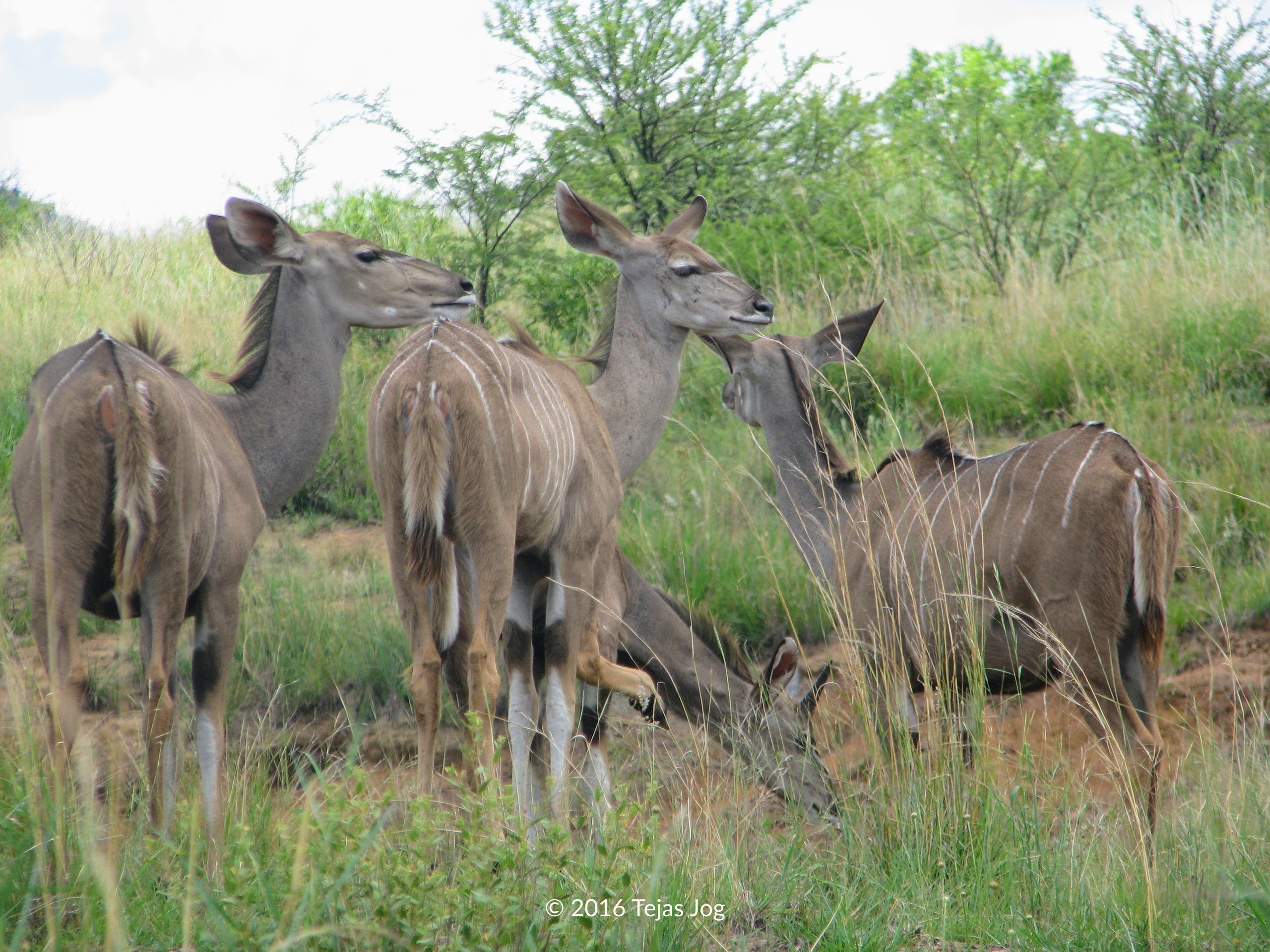 Kudus