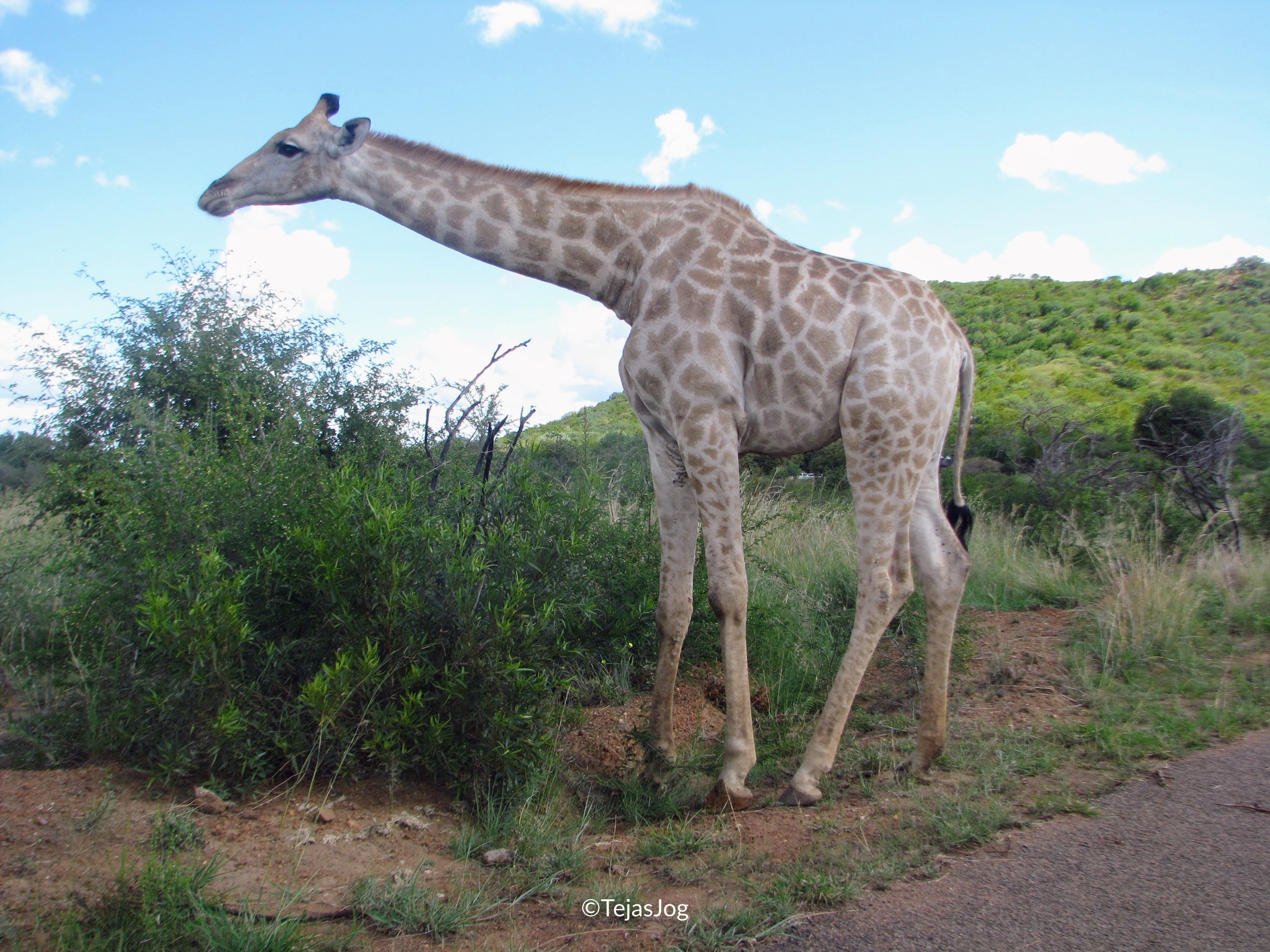 Giraffe