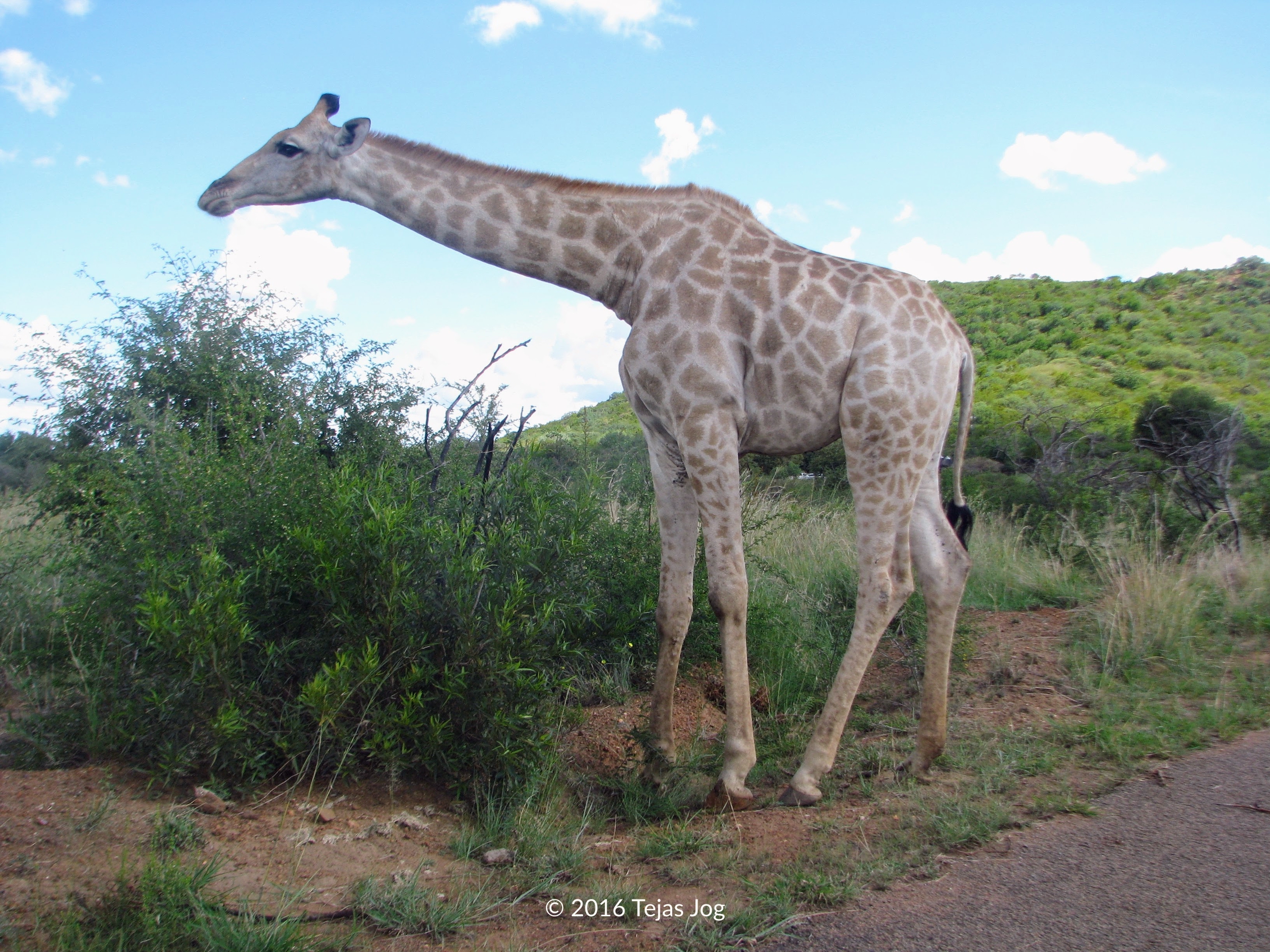 Giraffe