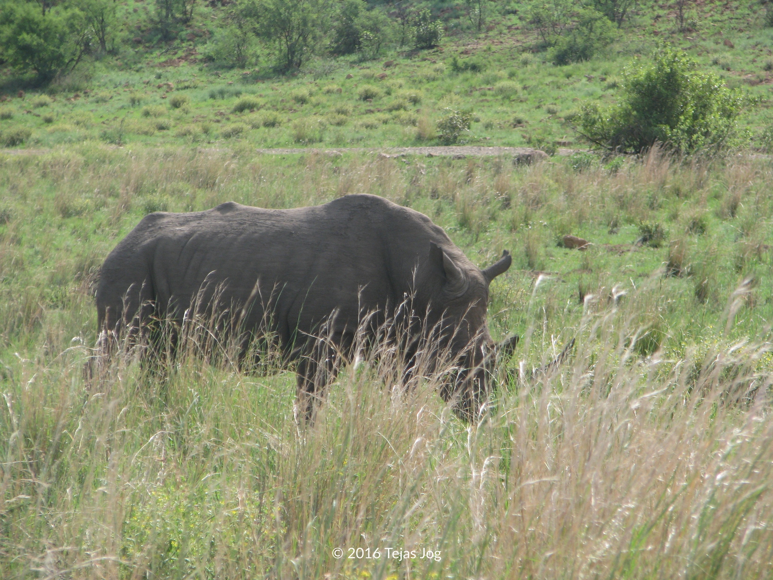 Rhinoceros