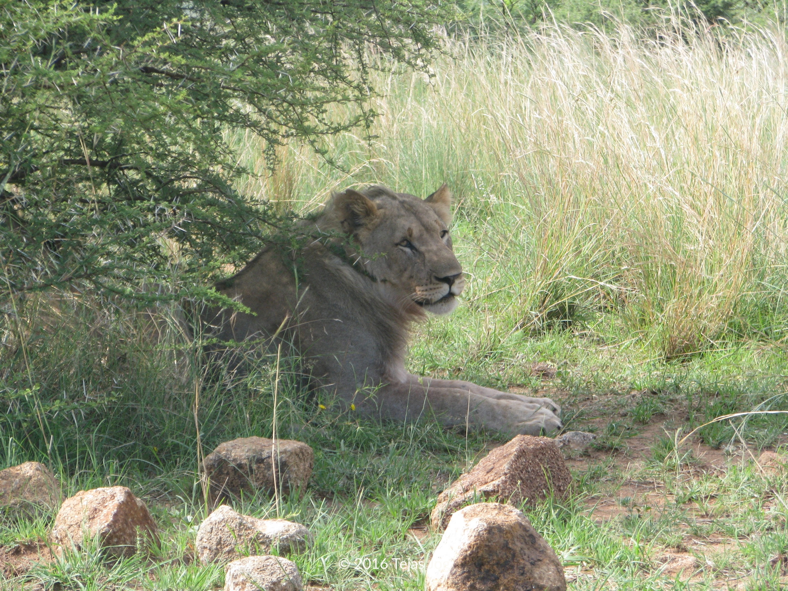 Lion