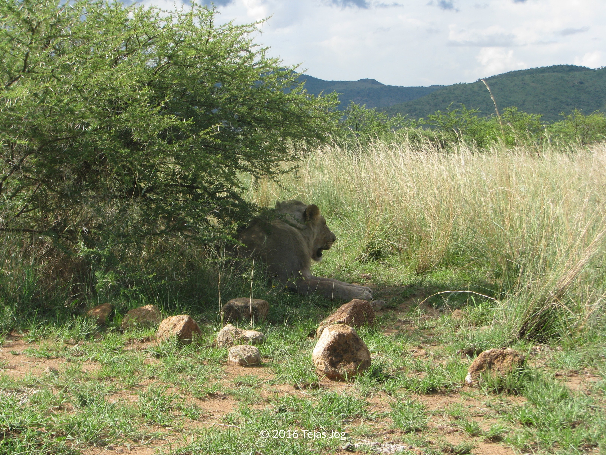Lion