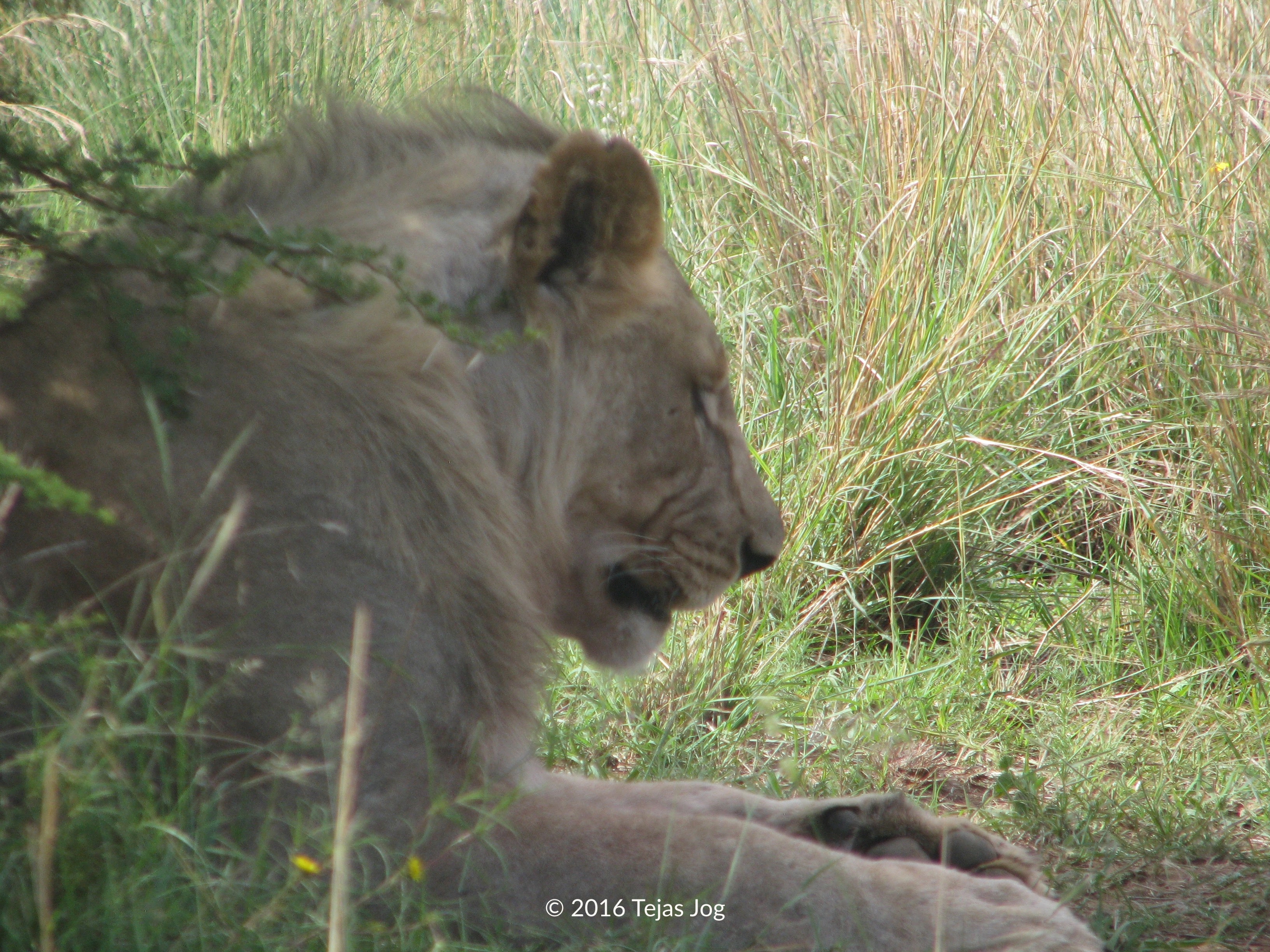 Lion