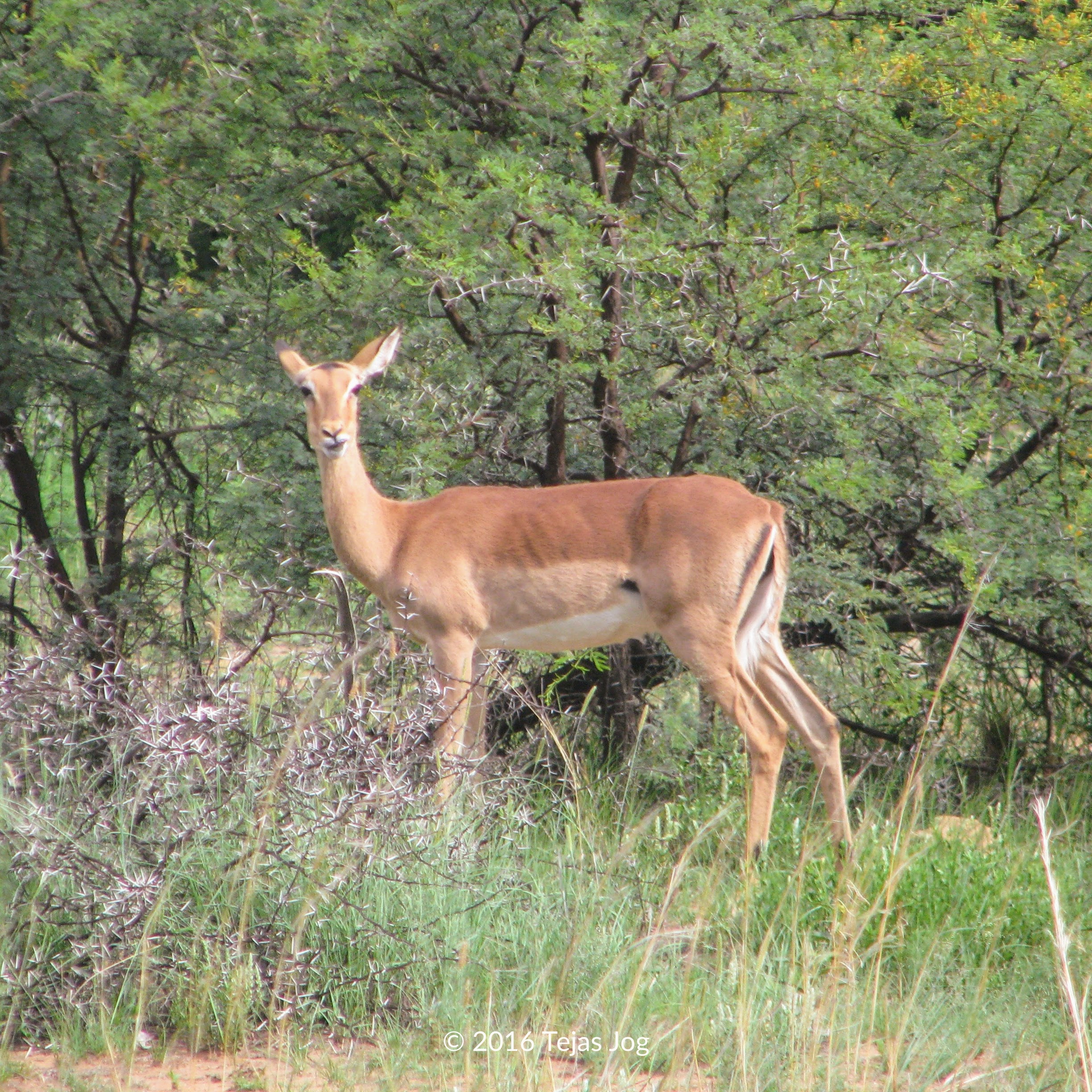 Impala