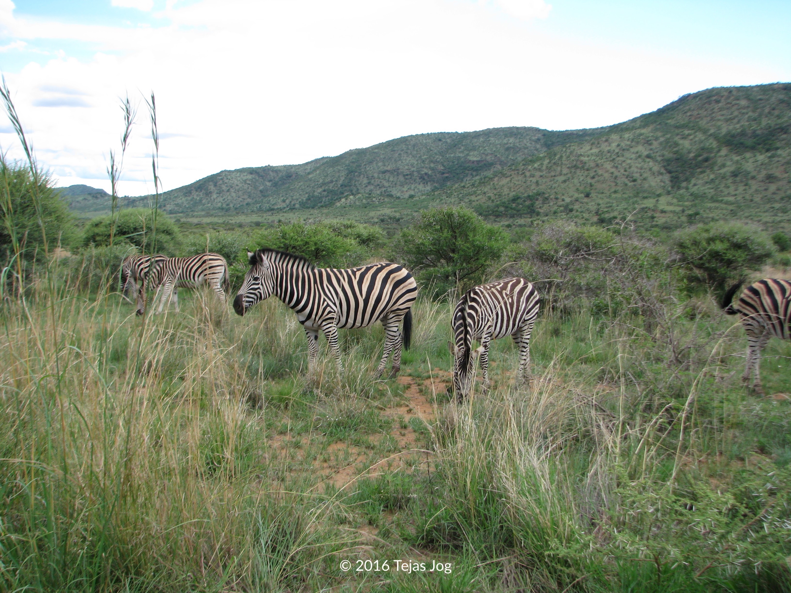Zebras