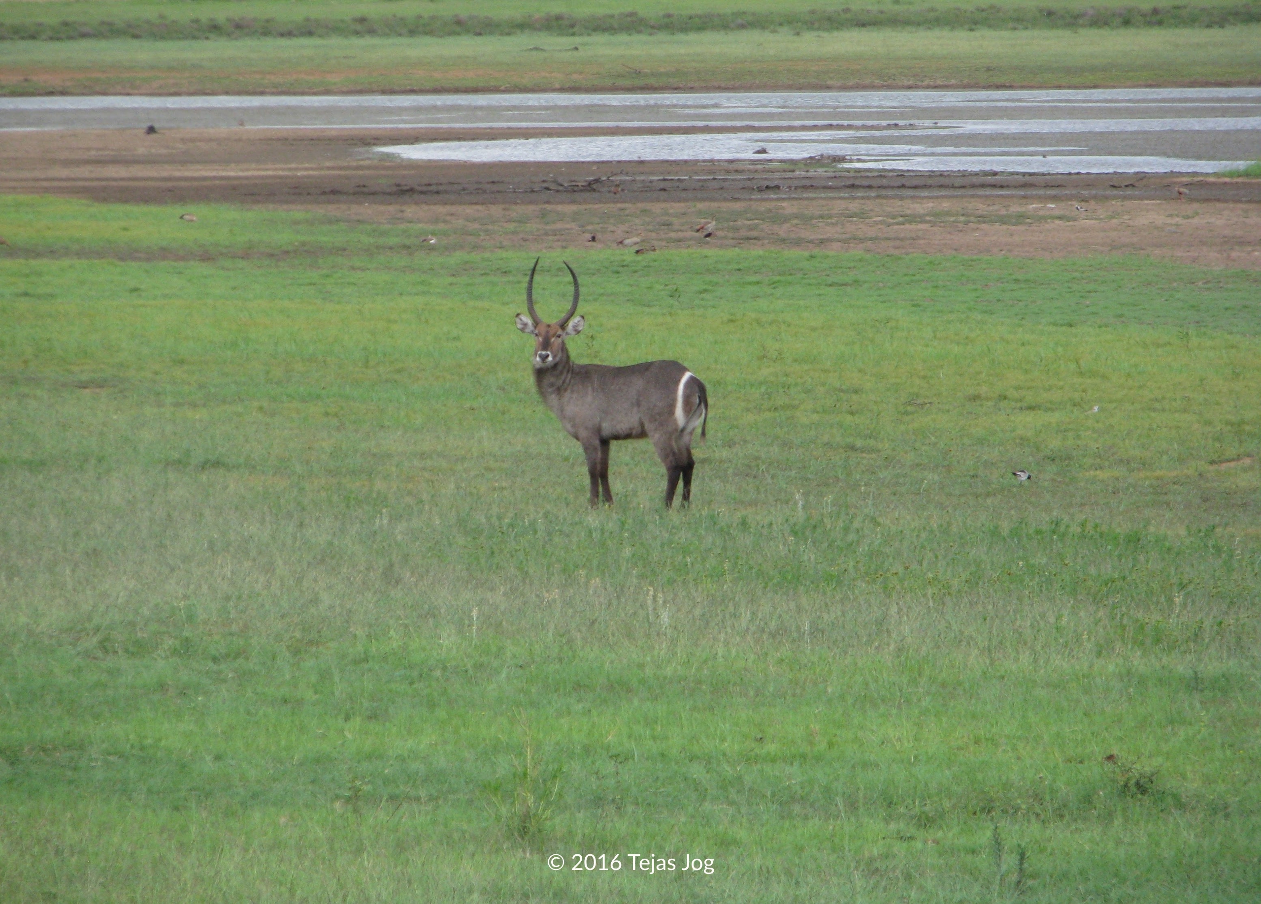 Waterbuck