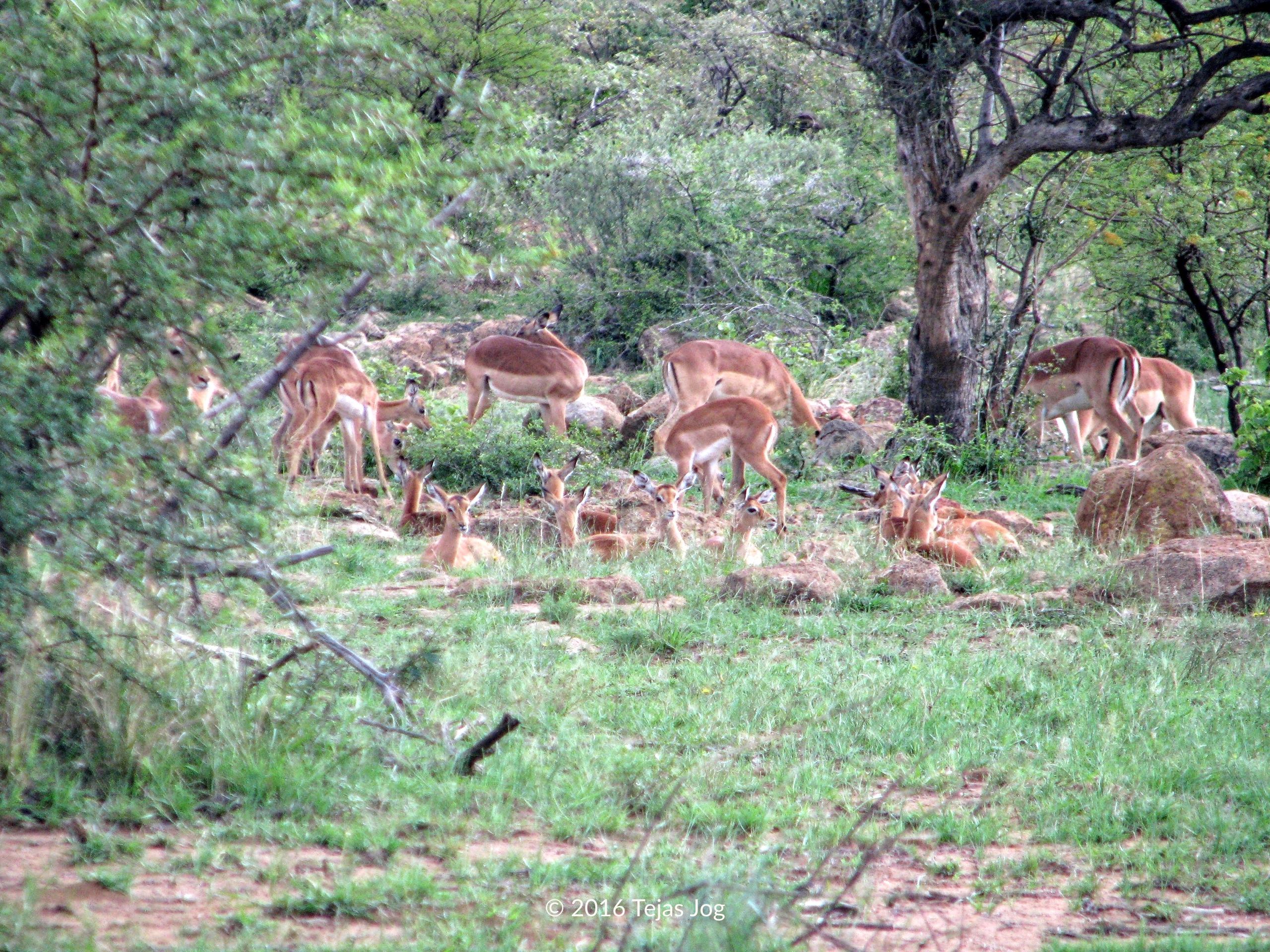 Impala