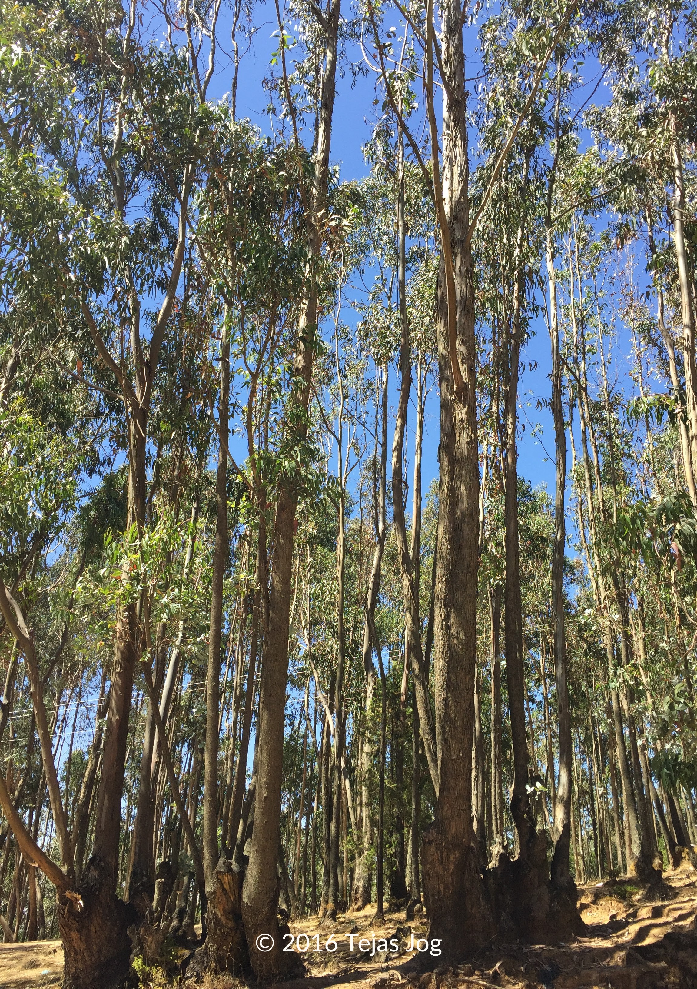 Entoto Hill