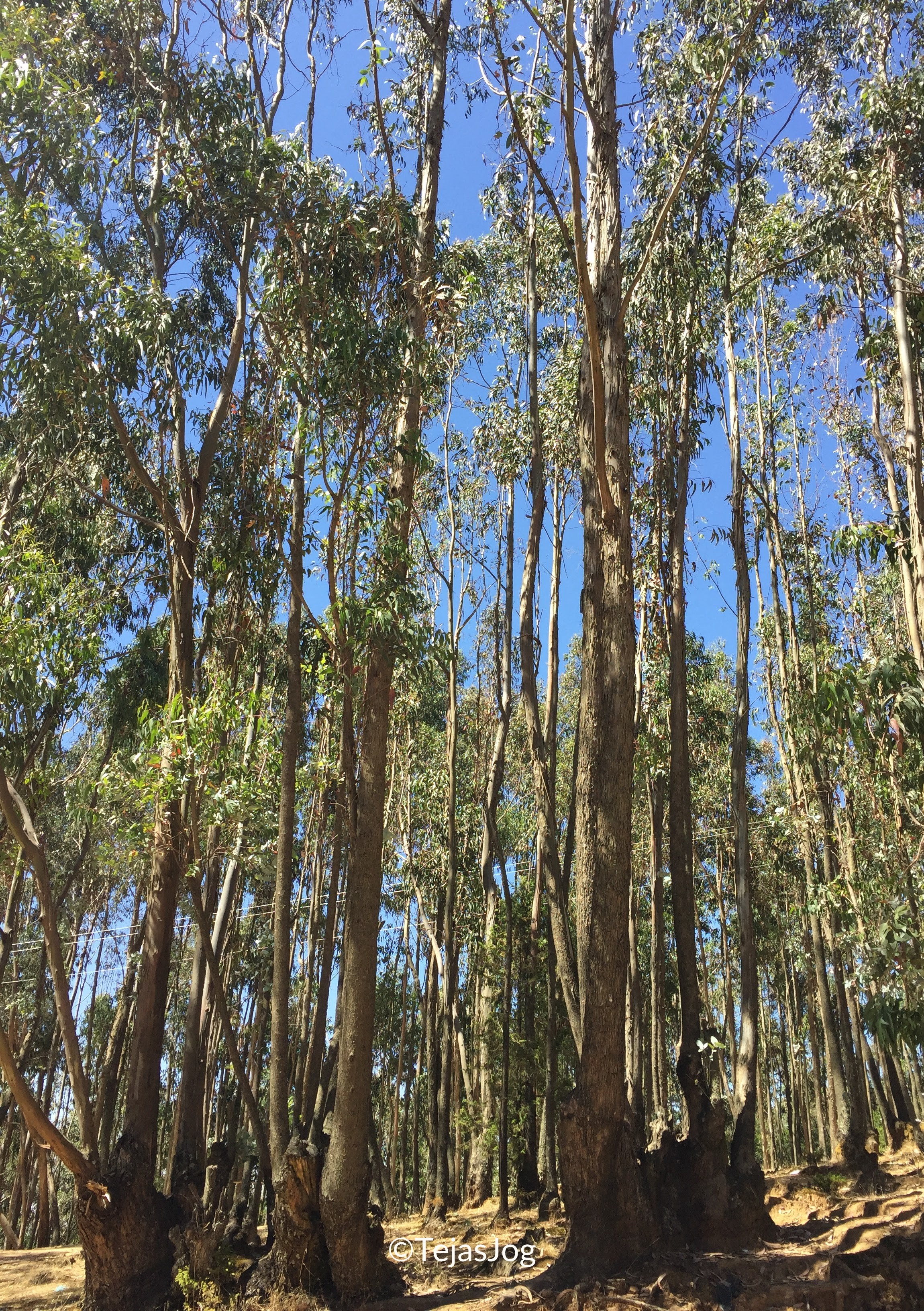 Entoto Hill
