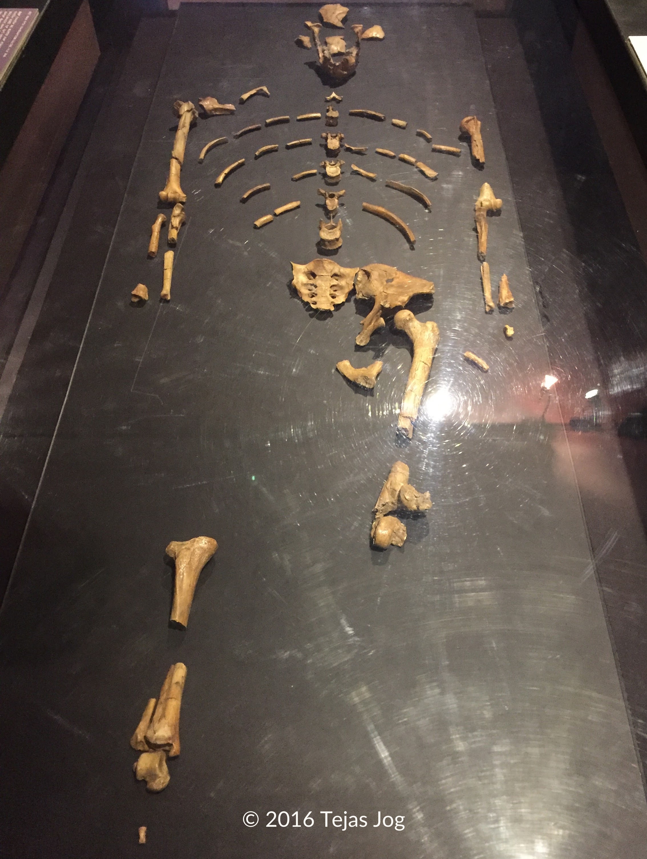 "Lucy", the partial skeleton of a specimen of Australopithecus afarensis