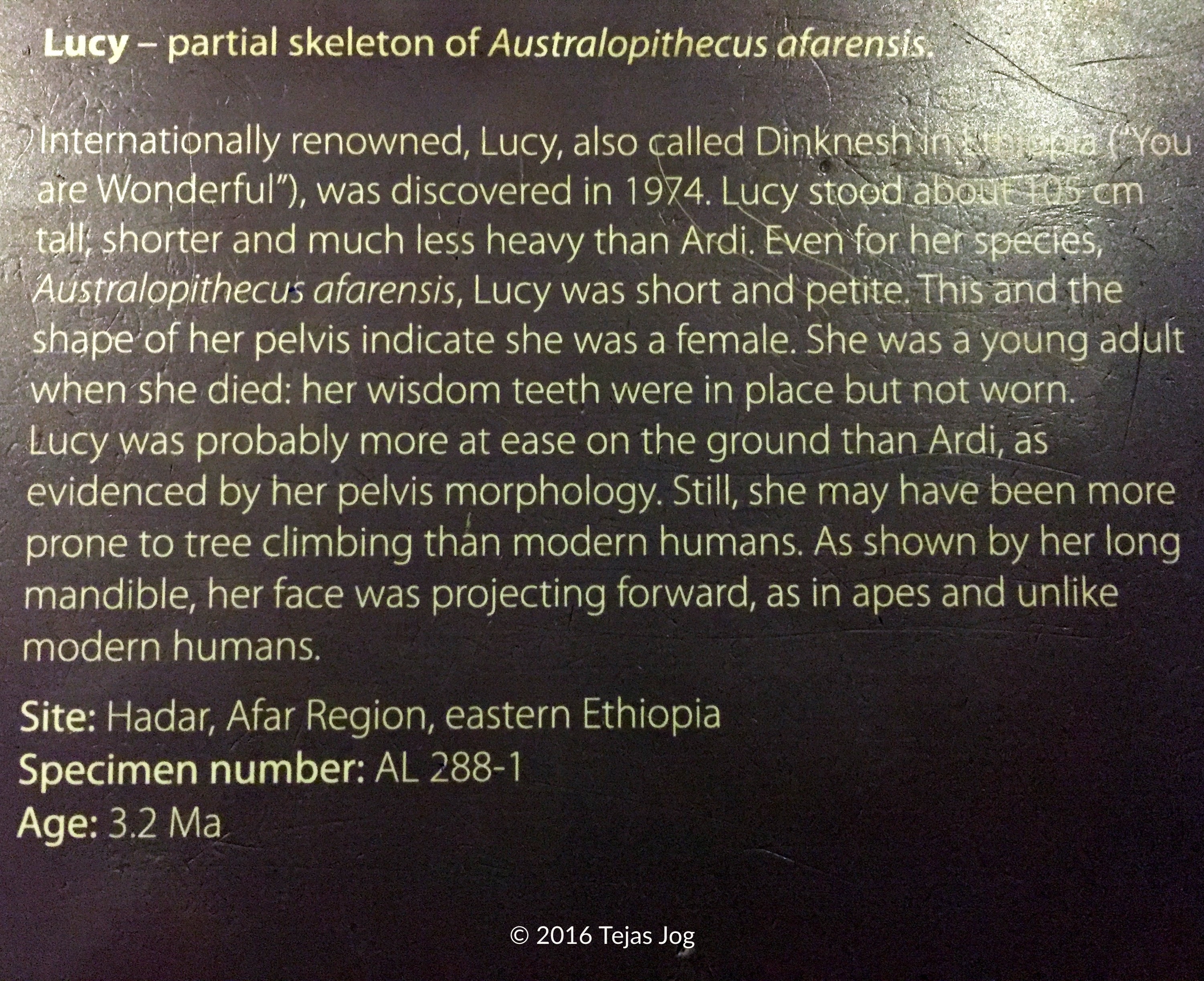 "Lucy", the partial skeleton of a specimen of Australopithecus afarensis