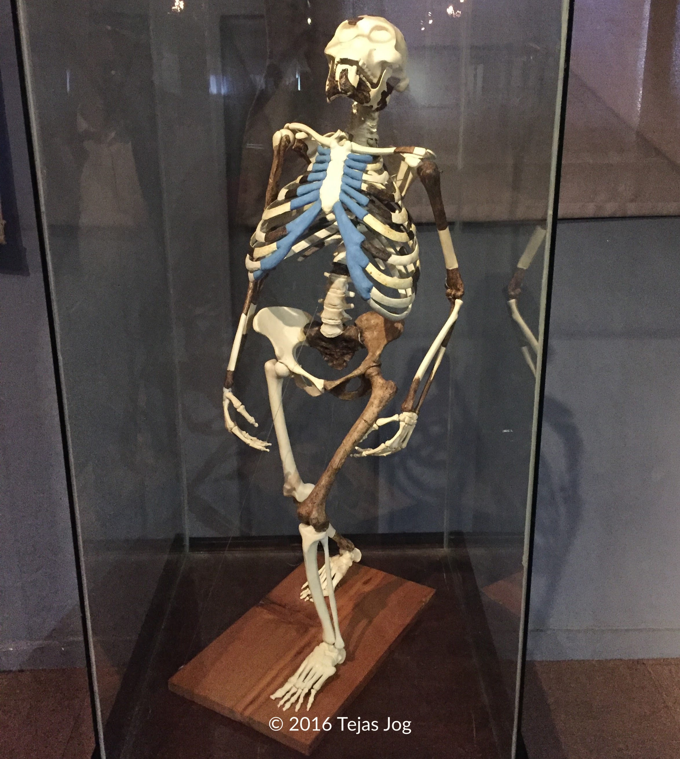 "Lucy", the partial skeleton of a specimen of Australopithecus afarensis
