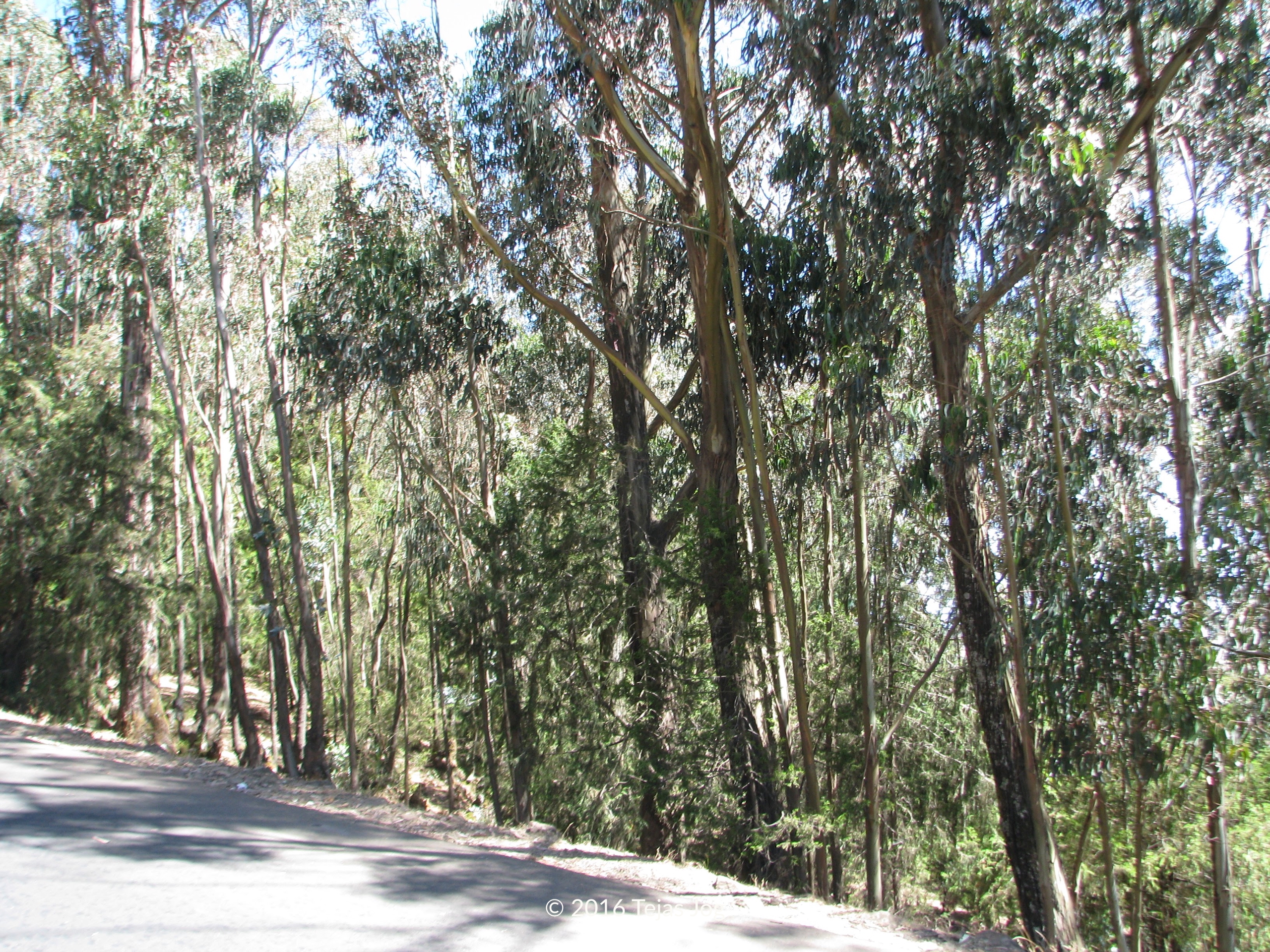 Entoto Hill