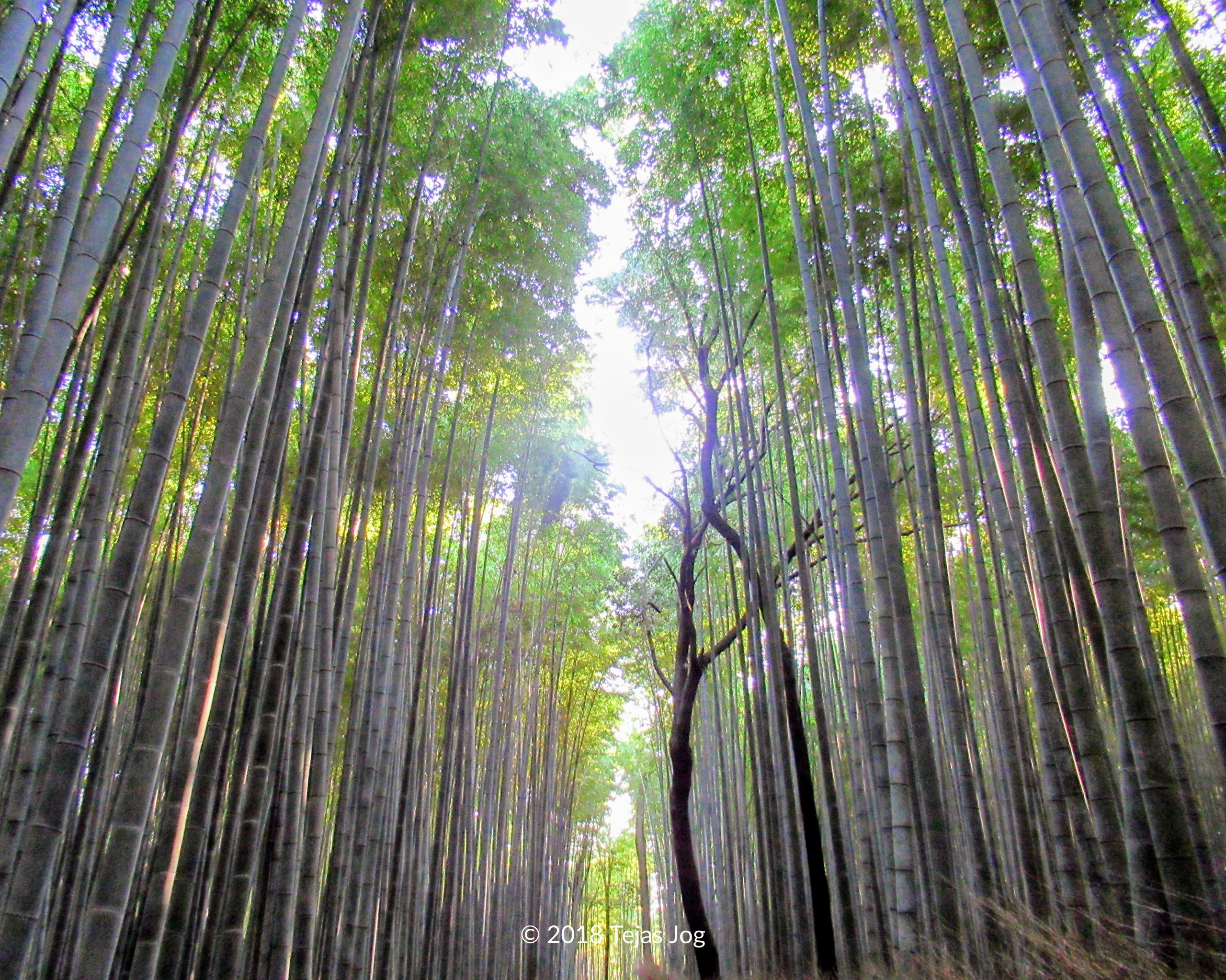 Arashiyama Bamboo Forest