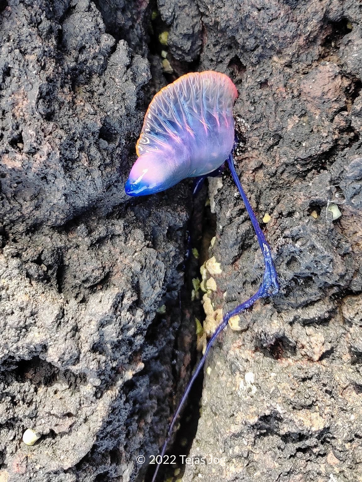 Portuguese man o' war