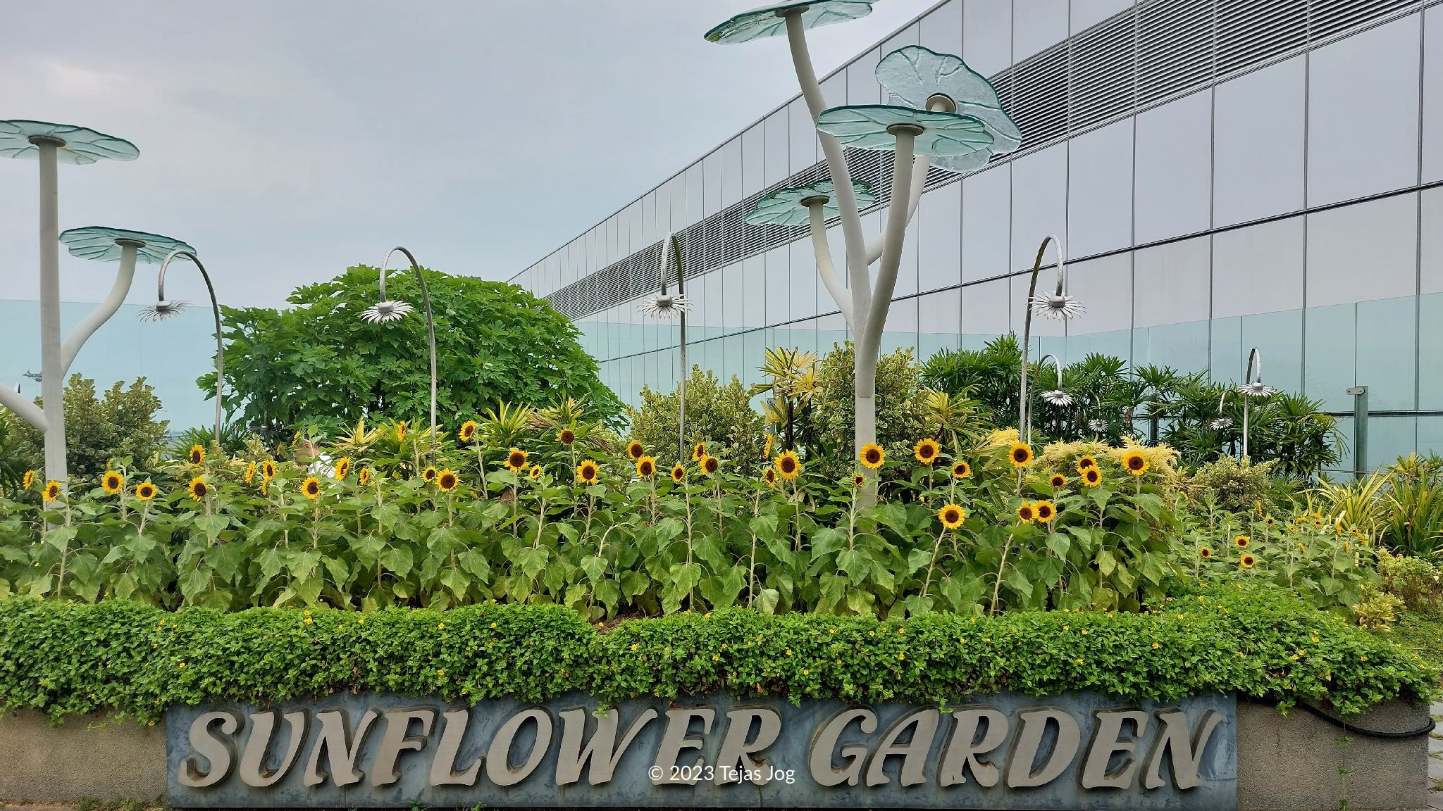 Sunflower Garden at Singapore Changi Airport