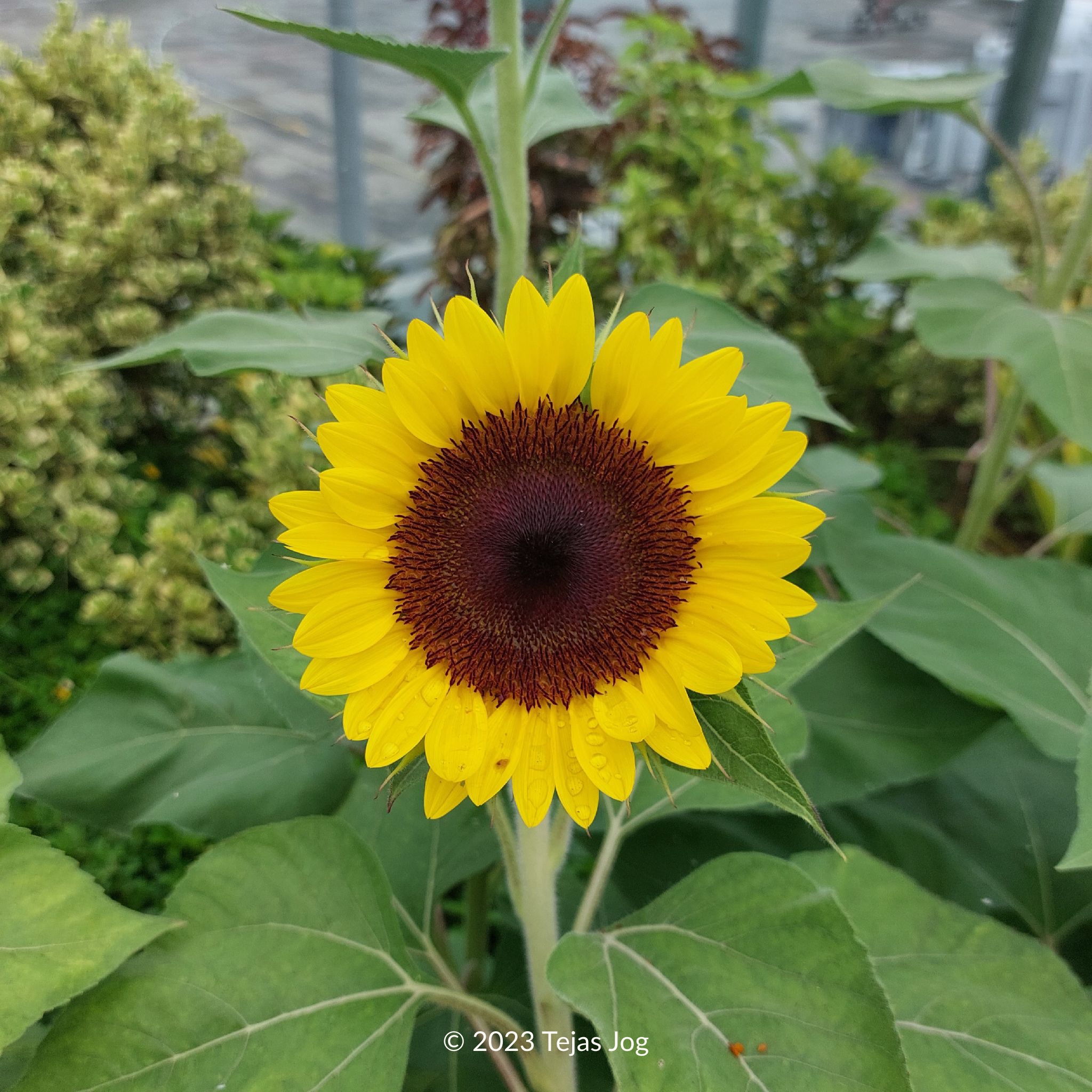 Sunflower Garden at Singapore Changi Airport