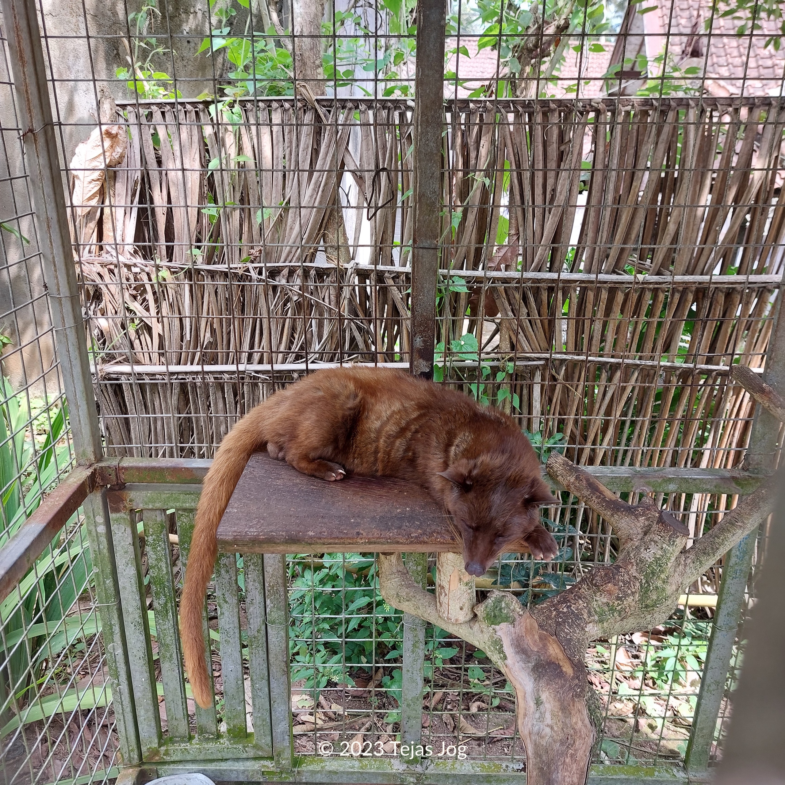 Tunas Bali Luwak Coffee