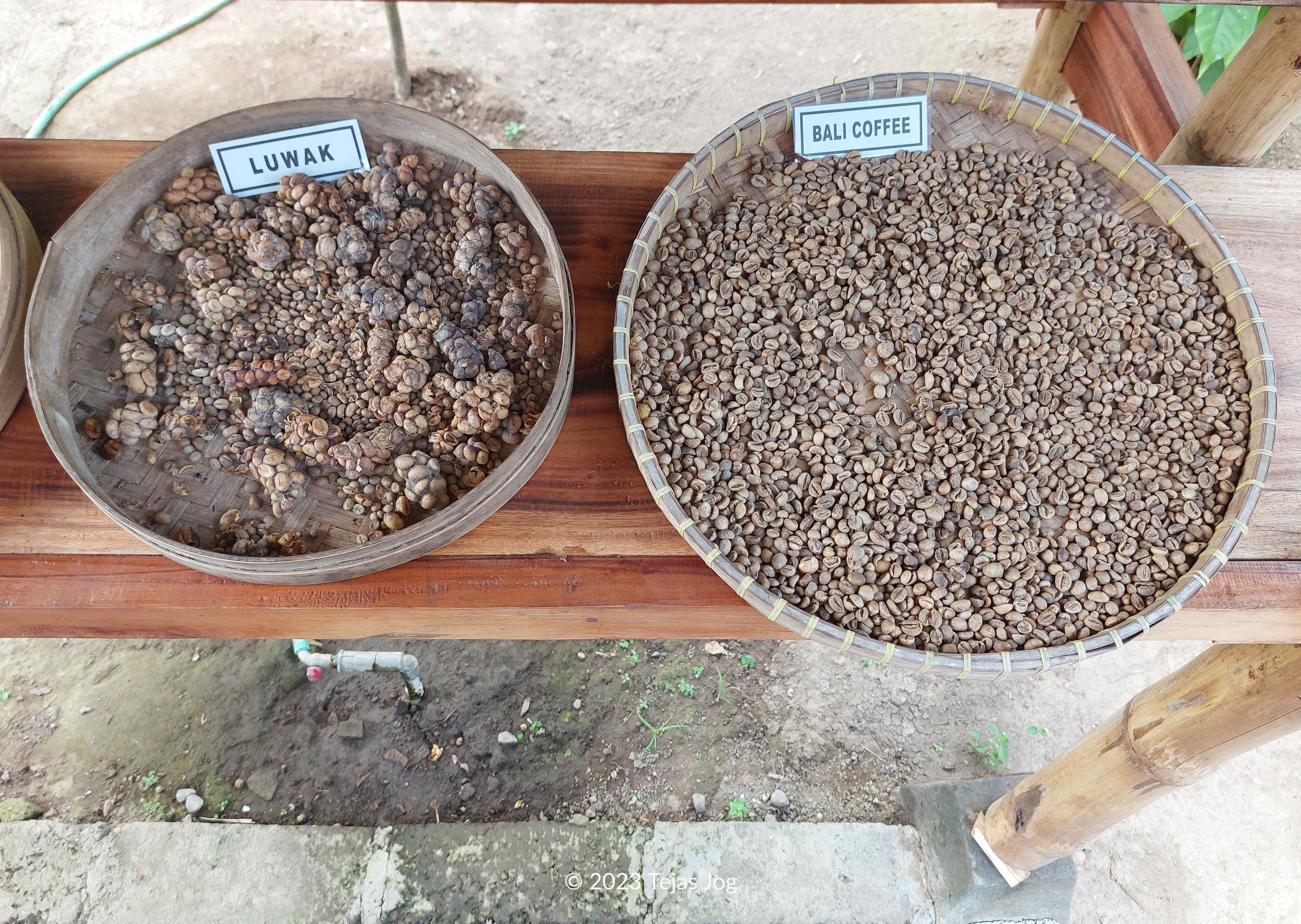 Tunas Bali Luwak Coffee