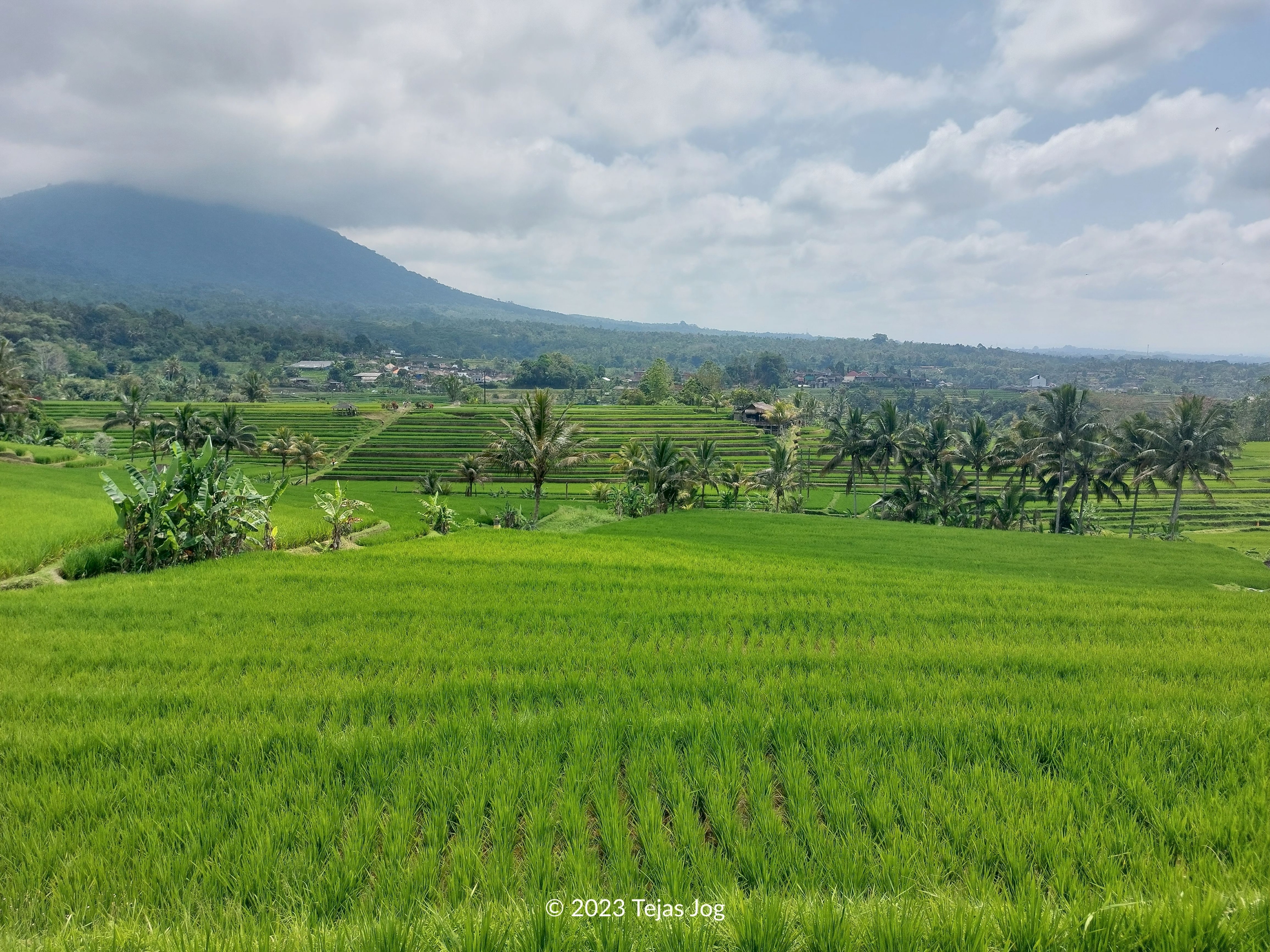 Jatiluwih Rice Terraces